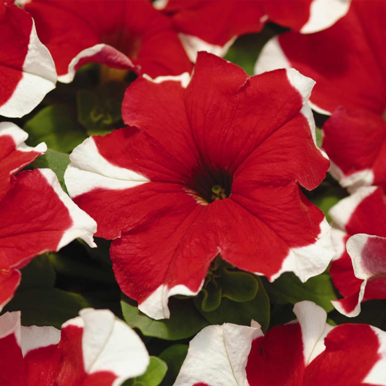 Seeds: Petunia - Madness Series Flower Garden - Pelleted - Red Picotee - Buy Non-GMO Petunia x hybrida Farm & Gardening Seeds On