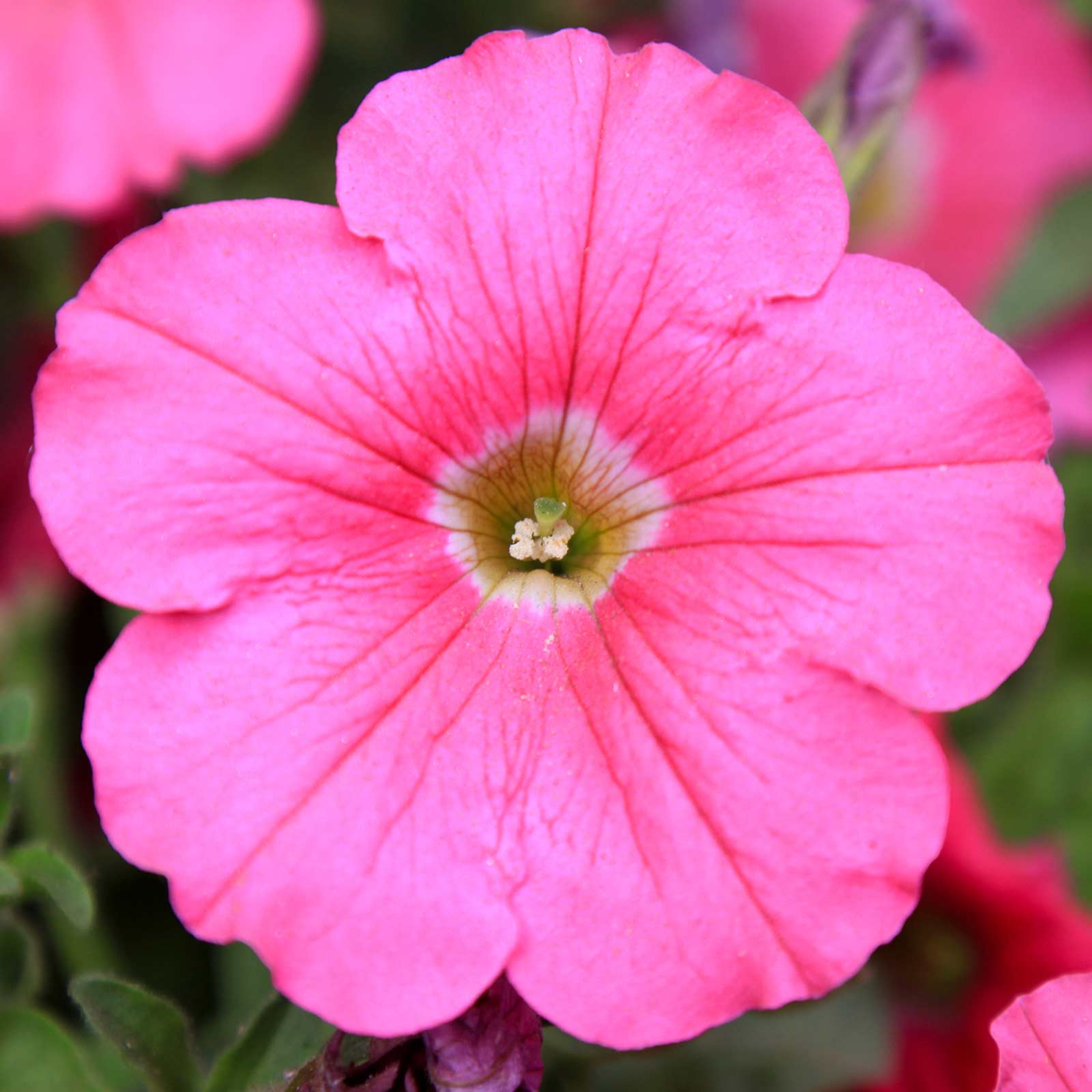 Seeds: Petunia - Madness Series Flower Garden - Pelleted-Pink - Annual - Buy Non-GMO Petunia x hybrida Farm & Gardening Seeds On