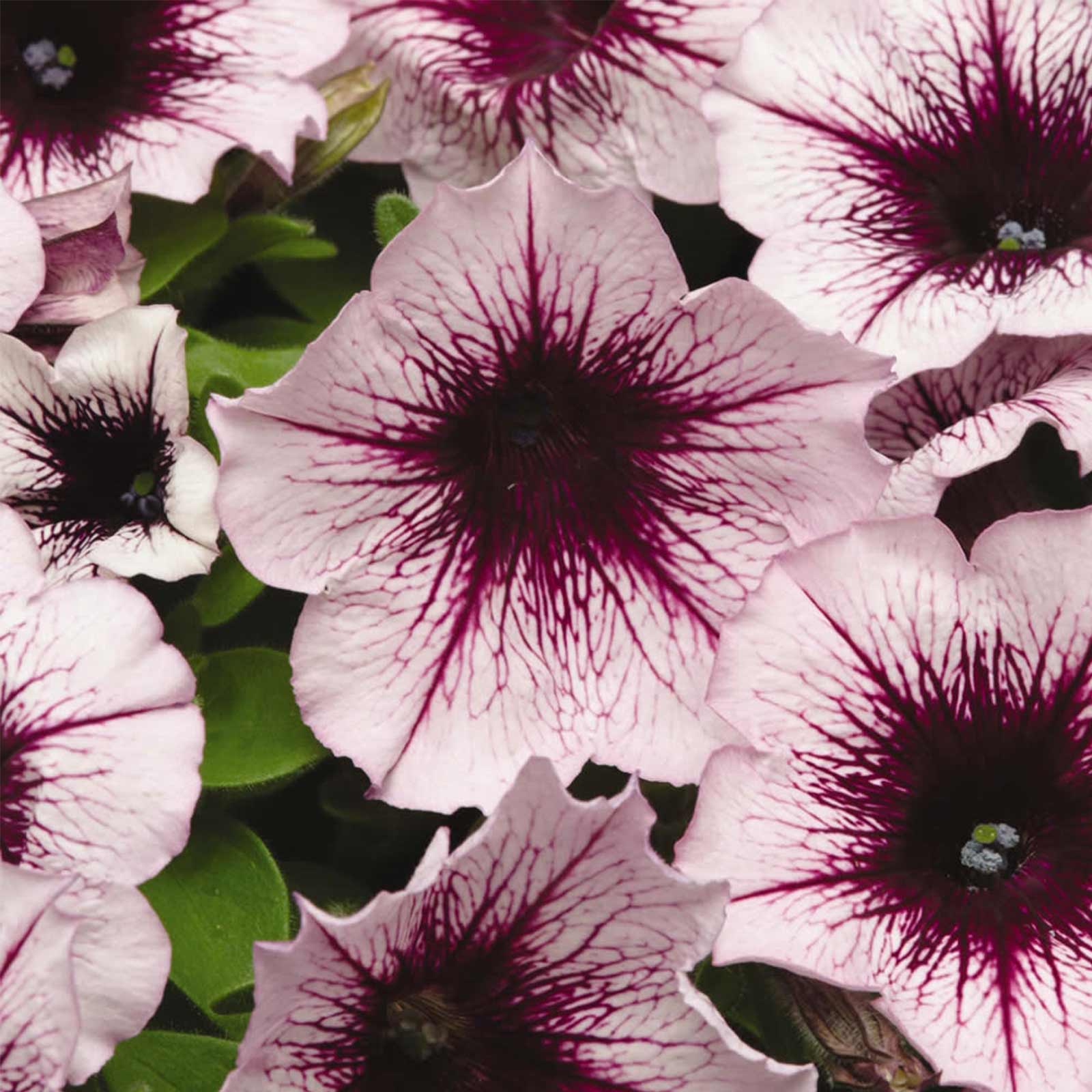 Seeds: Petunia - Madness Series Flower Garden - Pelleted - Plum Crazy - Buy Non-GMO Petunia x hybrida Farm & Gardening Seeds Onl