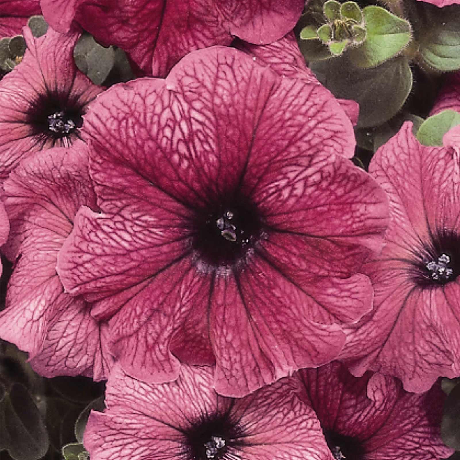 Seeds: Petunia - Madness Series Flower Garden - Pelleted - Plum Color - Buy Non-GMO Petunia x hybrida Farm & Gardening Seeds Onl
