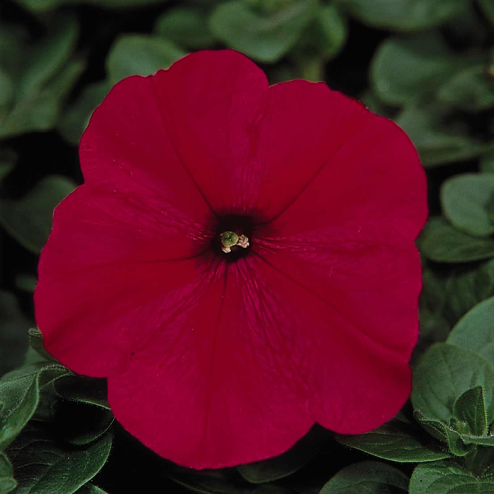 Seeds: Petunia - Madness Series Flower Garden - Pelleted -Red - Annual - Buy Non-GMO Petunia x hybrida Farm & Gardening Seeds On