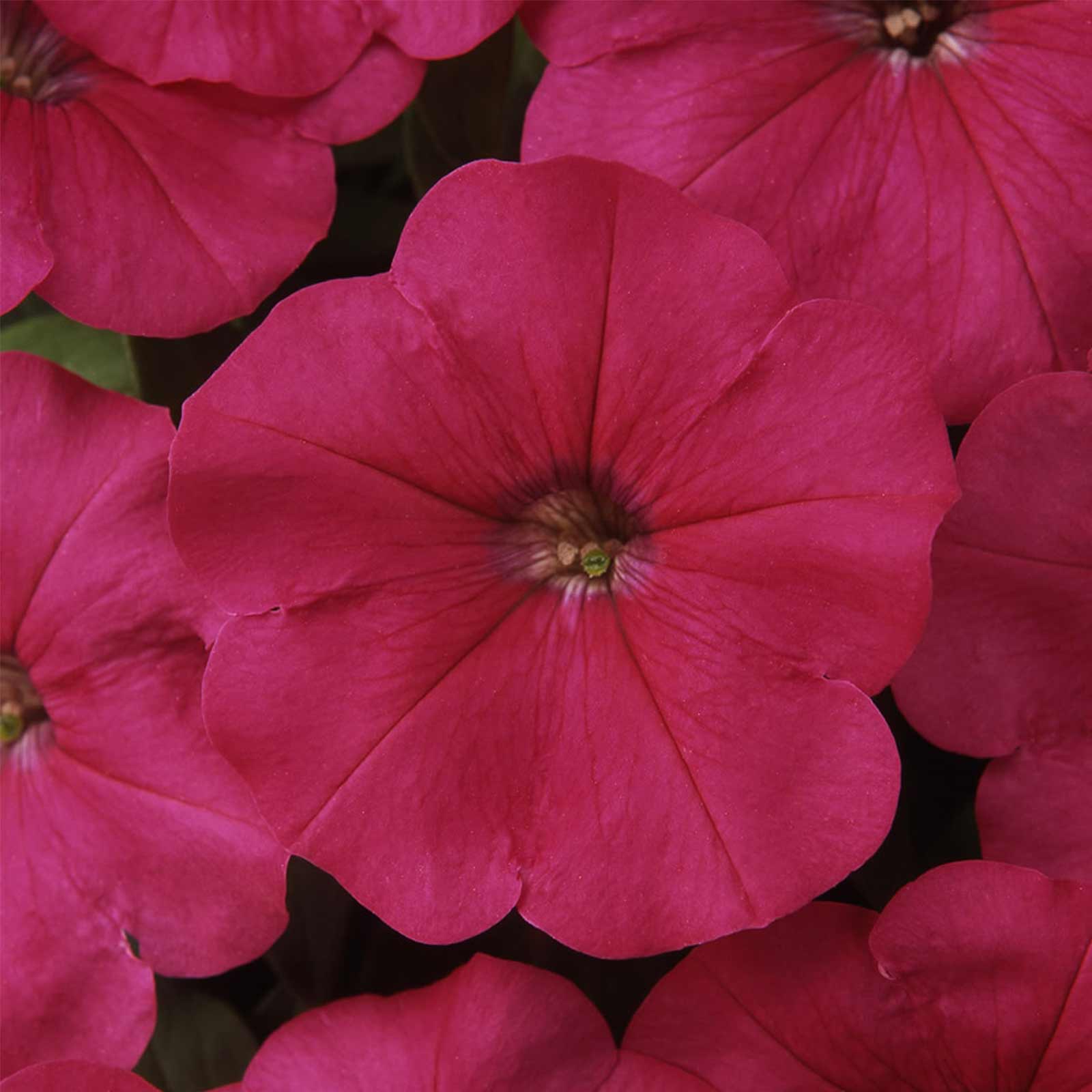 Seeds: Petunia - Madness Series Flower Garden - Pelleted - Rose Color - Buy Non-GMO Petunia x hybrida Farm & Gardening Seeds Onl