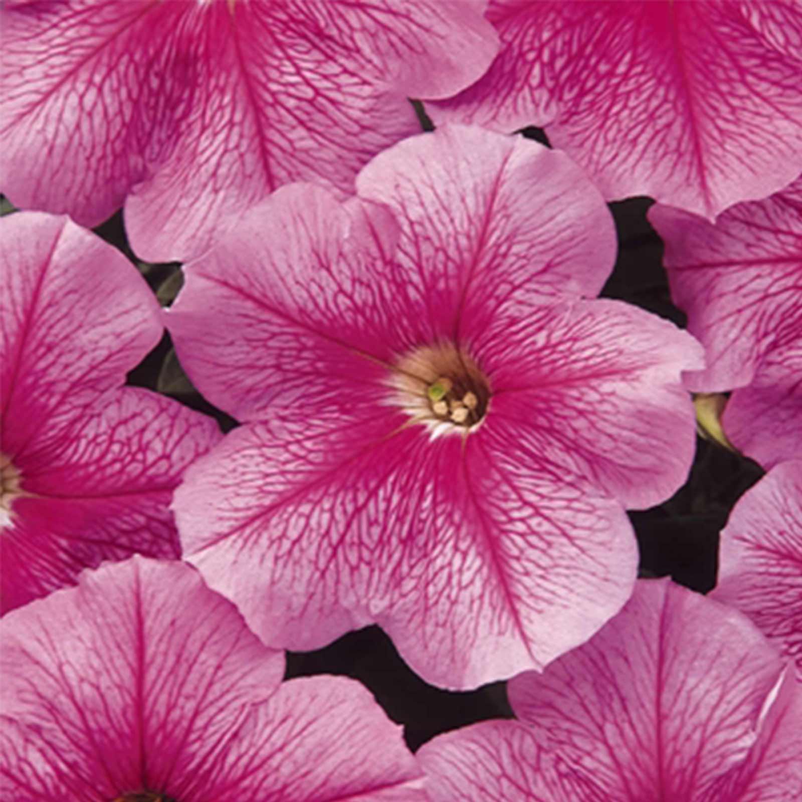 Seeds: Petunia - Madness Series Flower Garden - Pelleted - Sheer Pink - Buy Non-GMO Petunia x hybrida Farm & Gardening Seeds Onl