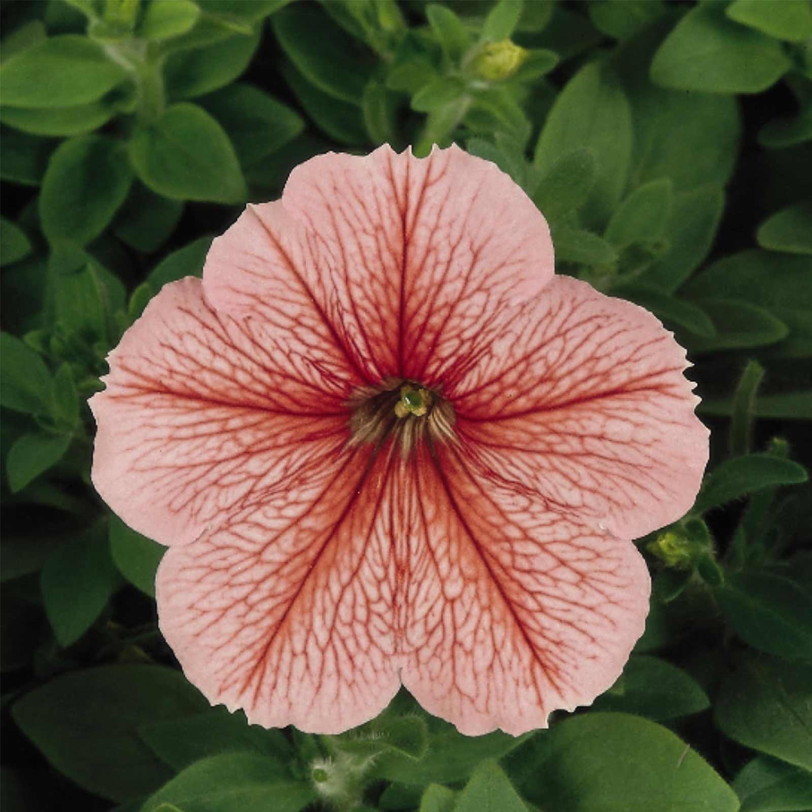 Seeds: Petunia - Madness Series Flower Garden - Pelleted -Spring Color - Buy Non-GMO Petunia x hybrida Farm & Gardening Seeds On