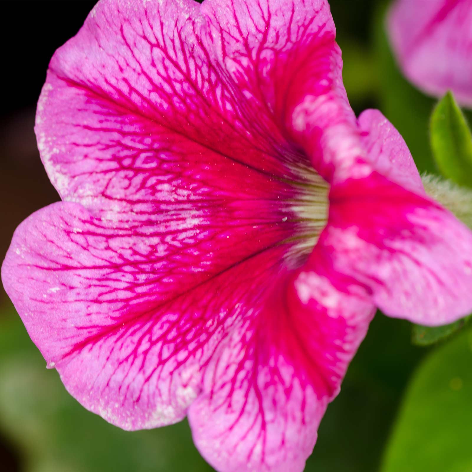 Seeds: Petunia - Madness Series Flower Garden - Pelleted -Summer Color - Buy Non-GMO Petunia x hybrida Farm & Gardening Seeds On