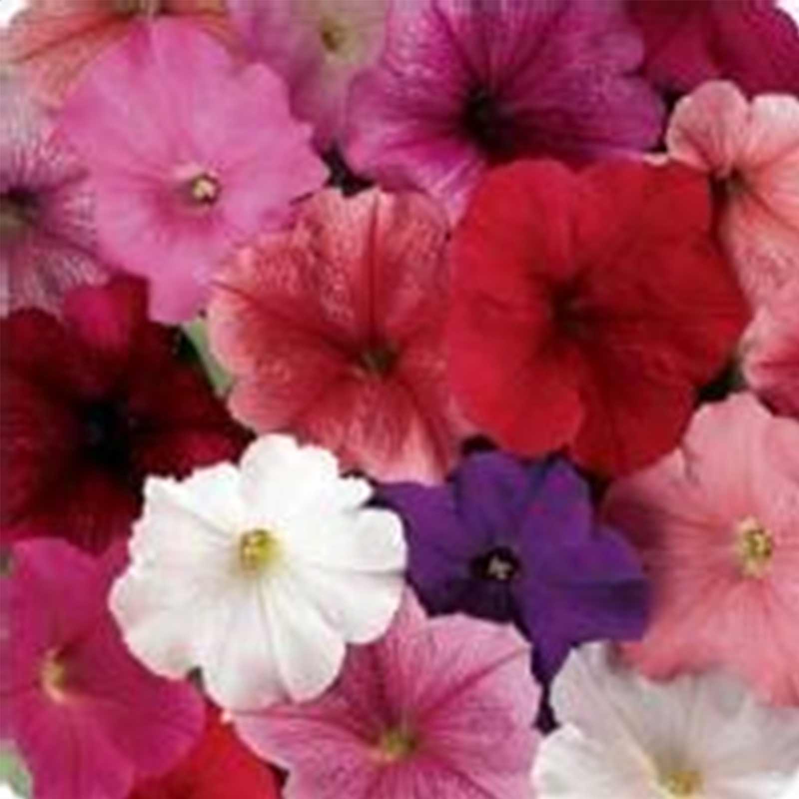 Seeds: Petunia -Madness Series Flower Garden-Pelleted -Total Color Mix - Buy Non-GMO Petunia x hybrida Farm & Gardening Seeds On
