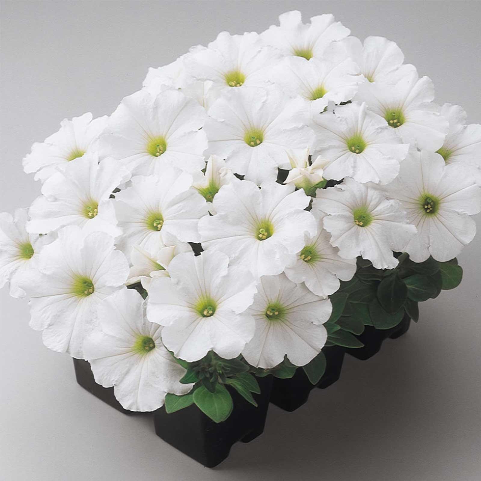 Seeds: Petunia -Madness Series Flower Garden -Pelleted -White -Annual - Buy Non-GMO Petunia x hybrida Farm & Gardening Seeds Onl