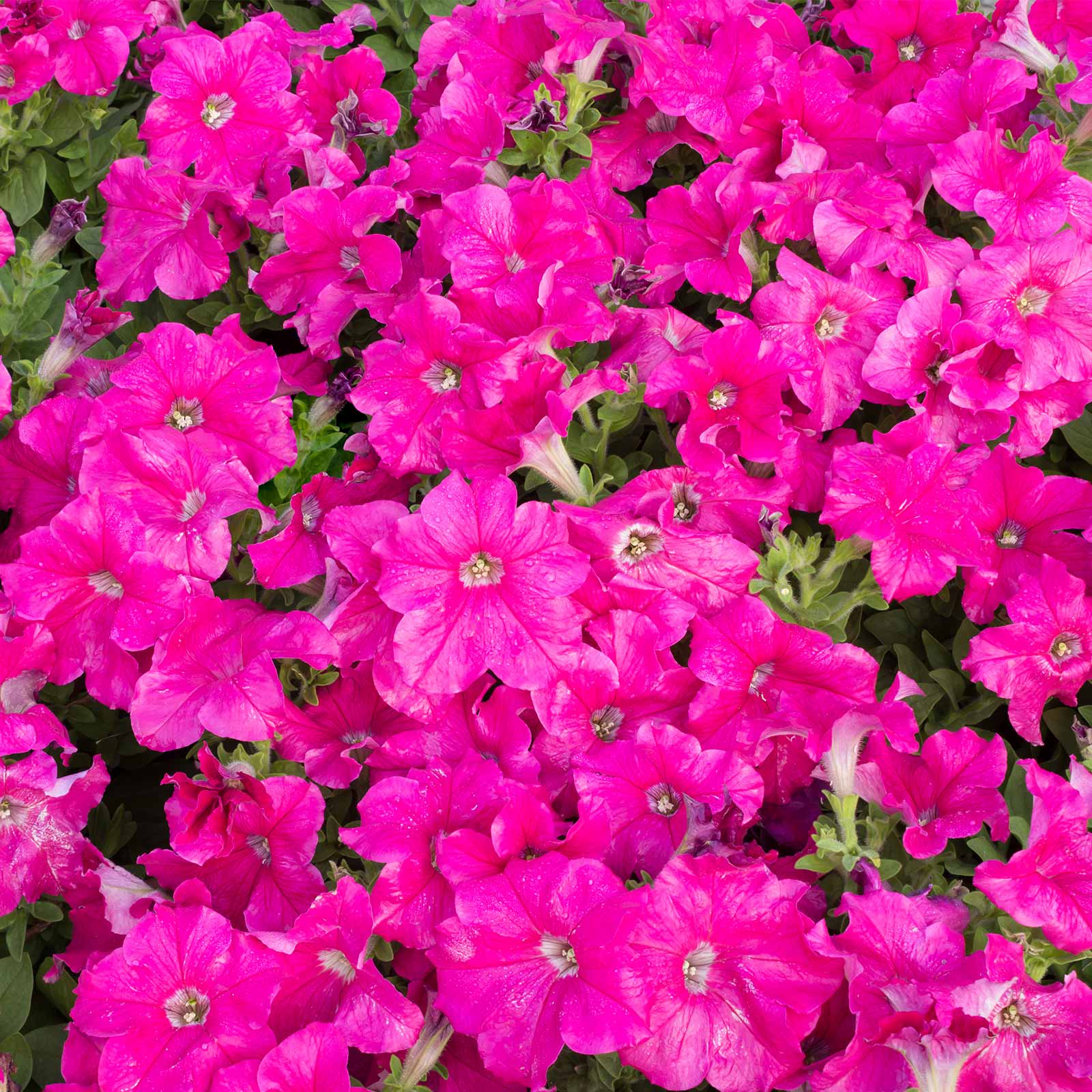 Seeds: Petunia -Picobella Series Flower Garden-Pelleted -Carmine Color - Buy Non-GMO Petunia x hybrida Farm & Gardening Seeds On