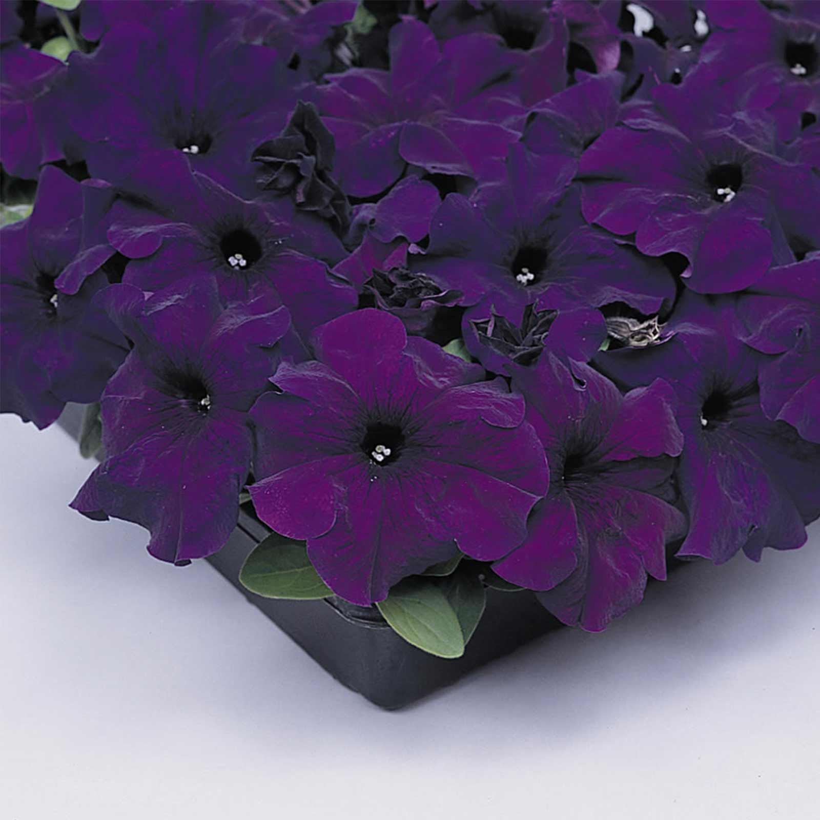 Seeds: Petunia -Supercascade Series Flower Garden -Blue Blooms -Annual - Buy Non-GMO Petunia x hybrida Farm & Gardening Seeds On