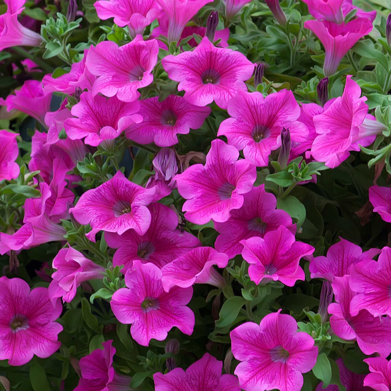 Seeds: Petunia -Supercascade Series Flower Garden -Pink Blooms -Annual - Buy Non-GMO Petunia x hybrida Farm & Gardening Seeds On