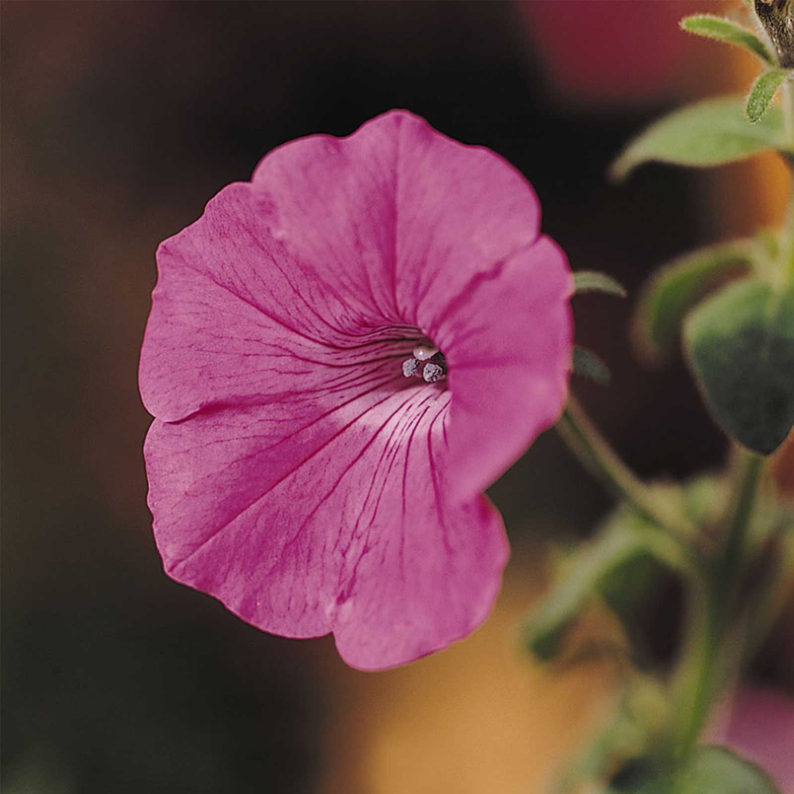Seeds: Petunia -Tidal Wave Series Flower Garden-Hot Pink Annual Flower - Buy Non-GMO Petunia x hybrida Farm & Gardening Seeds On