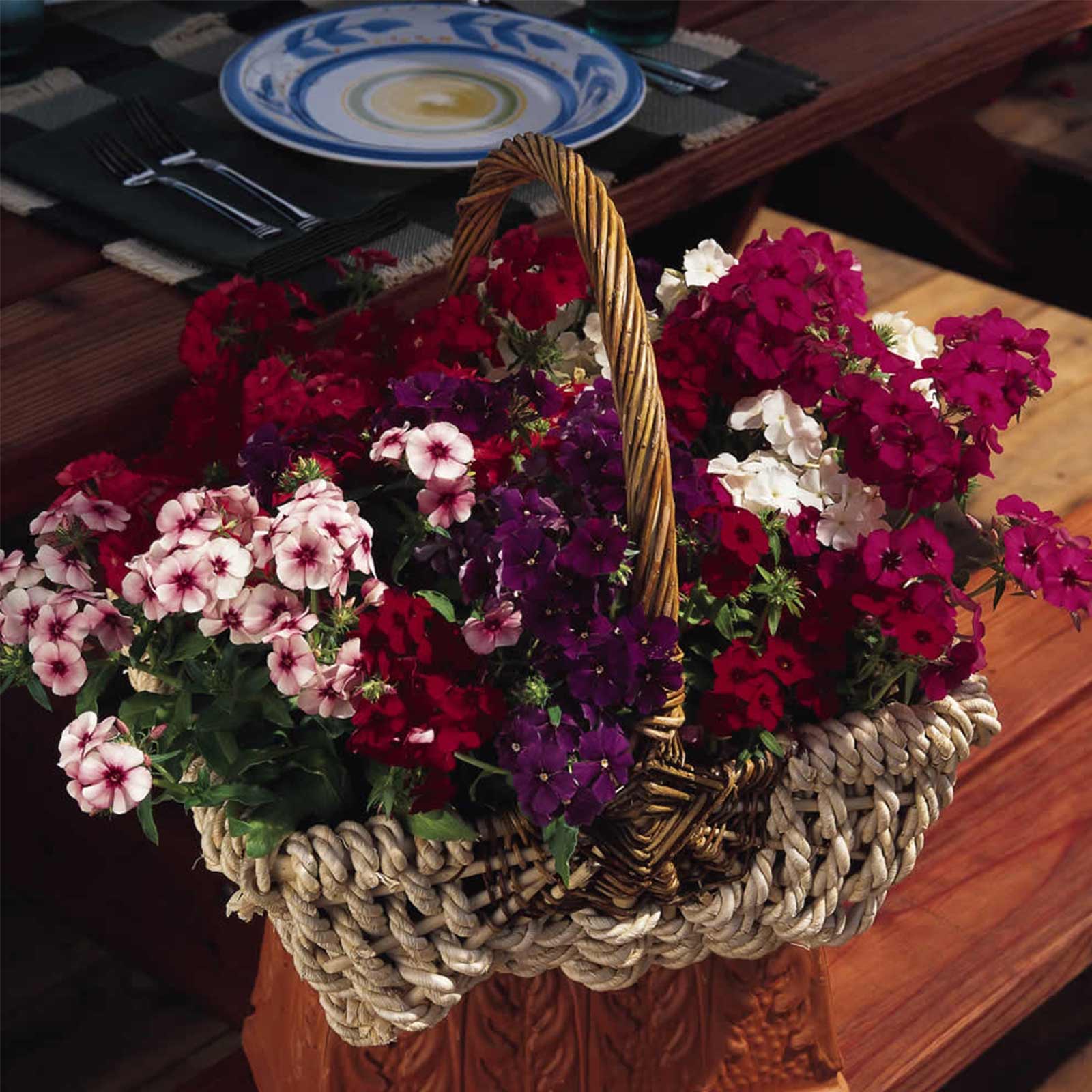 Seeds: Phlox-21st Century Flower Mix-100 Seed-Annual Gardening-Bicolor - Buy Non-GMO Phlox drummondii Farm & Gardening Seeds Onl