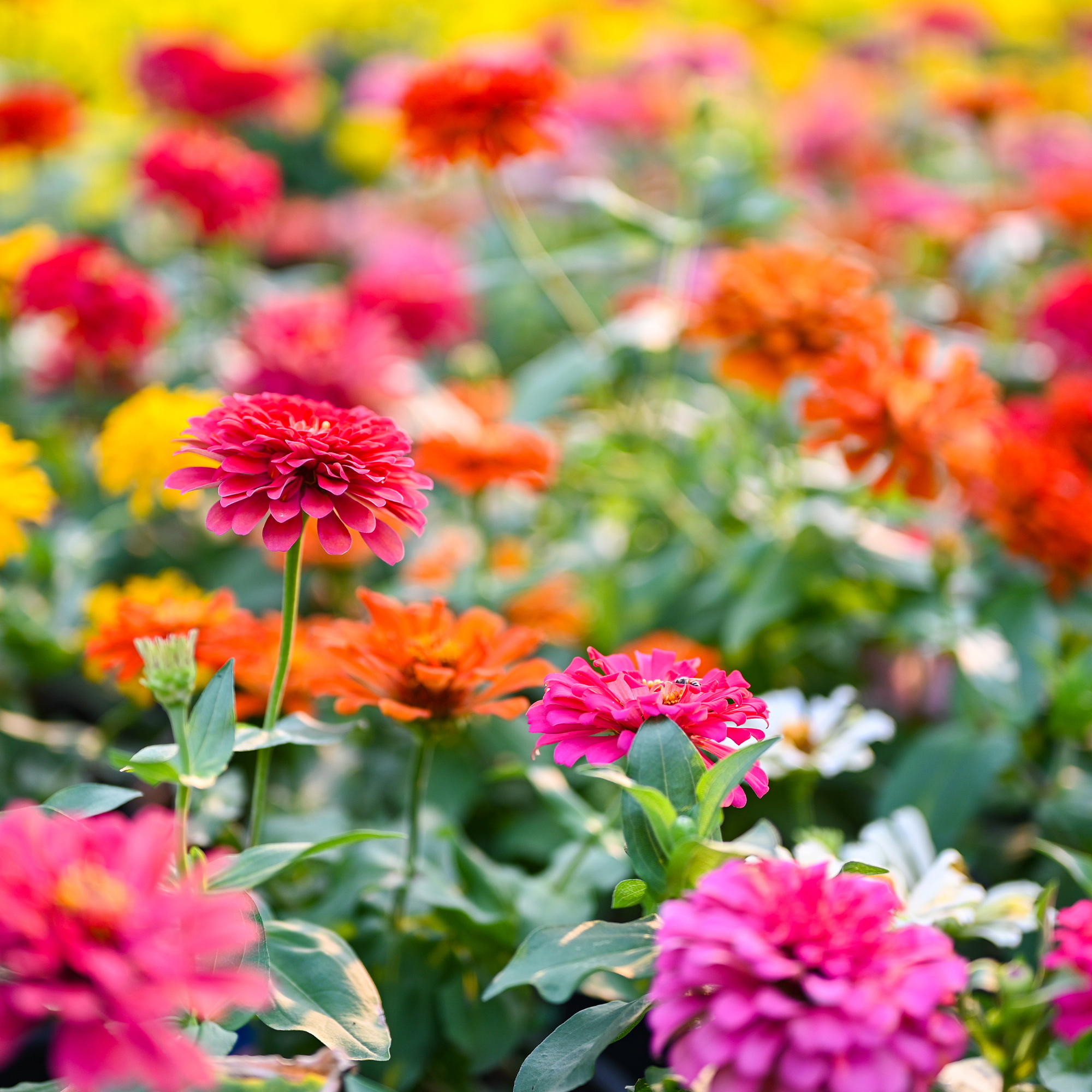 Zinnia Flower Pollinator Mix - 2 G ~280 Seeds - Annual Flower Garden - Buy Non-GMO Zinnia elegans Farm & Gardening Seeds Online