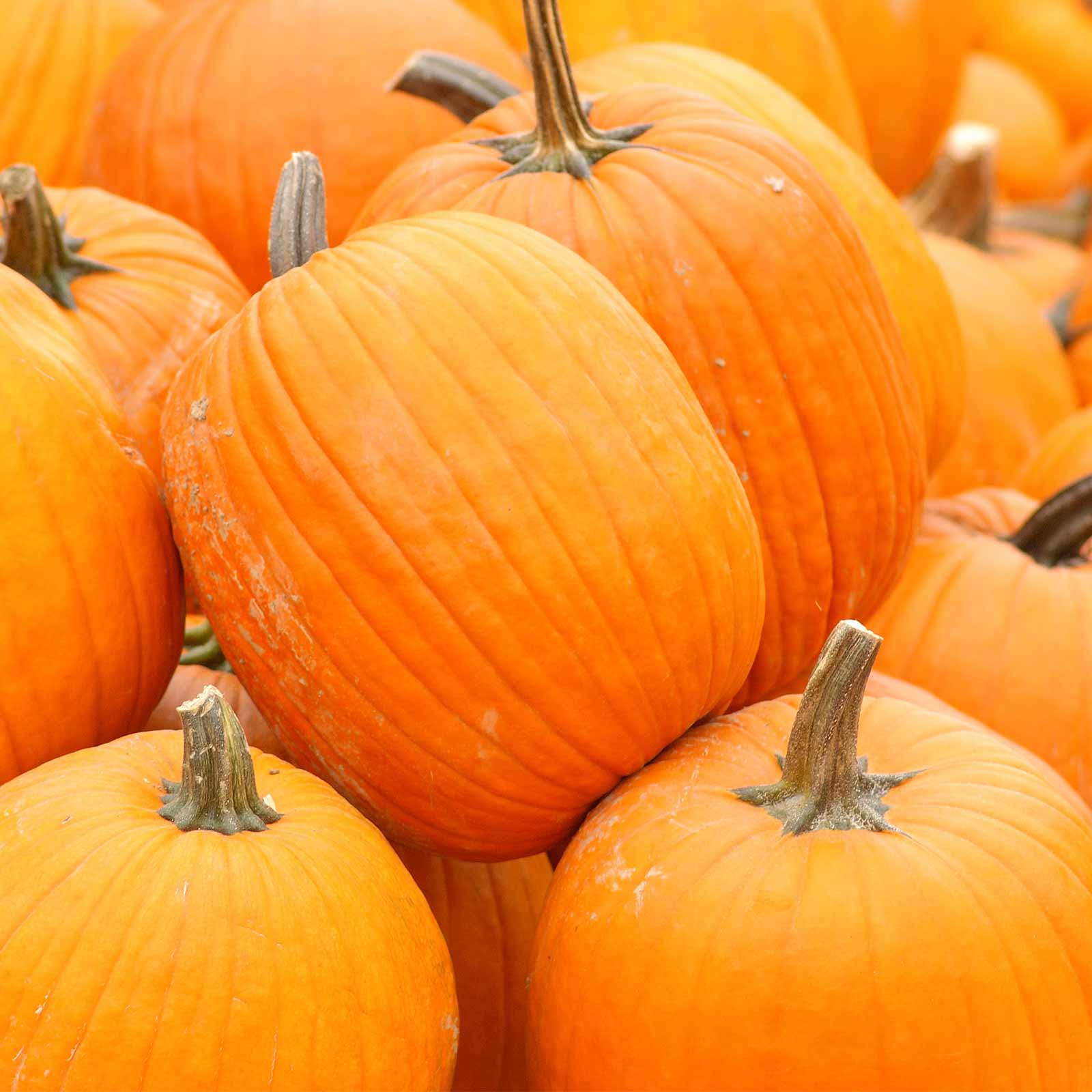 Pumpkin - Autumn Gold Hybrid - 4 g Packet ~25 Seeds- Non-GMO Garden - Buy Non-GMO Cucurbita pepo Farm & Gardening Seeds Online