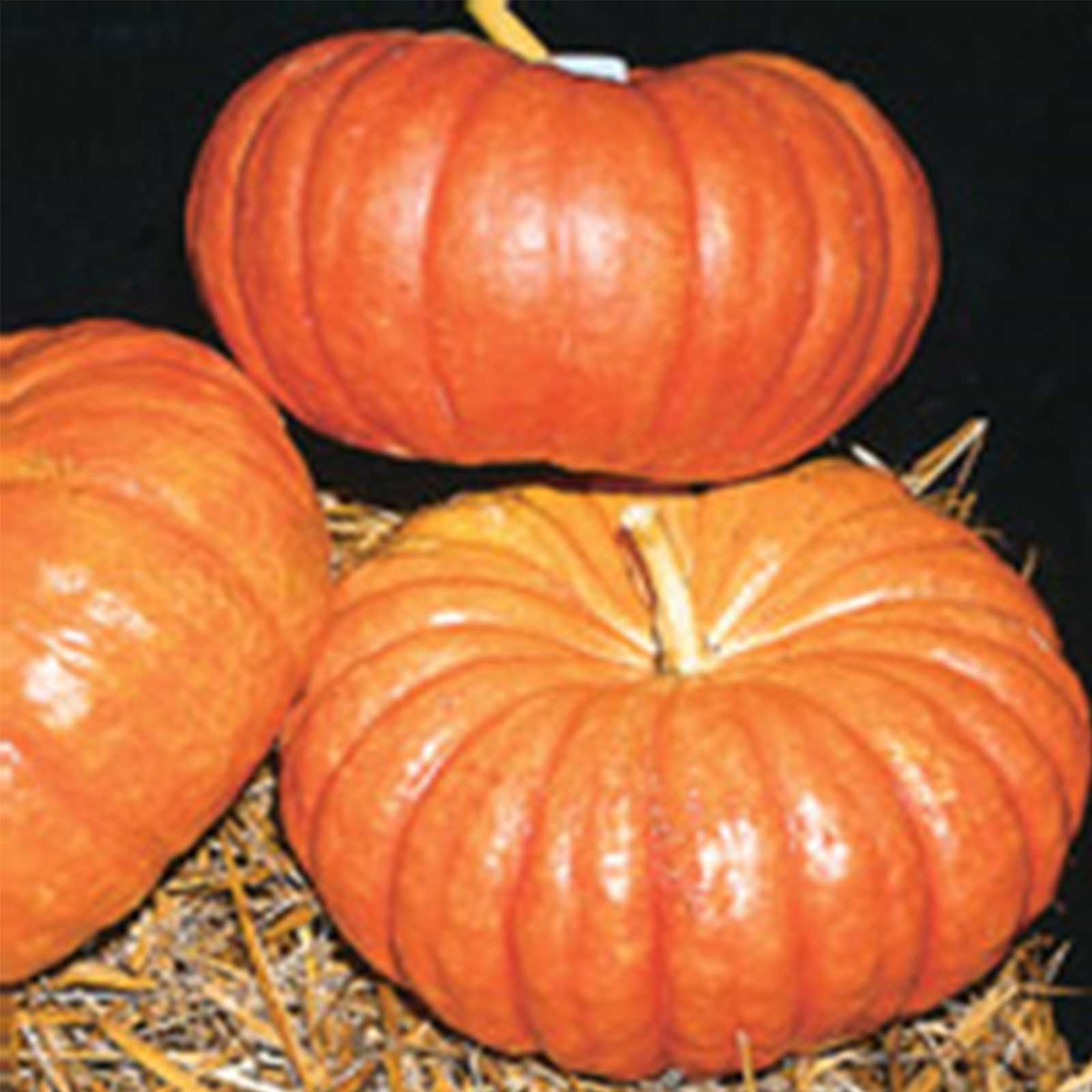 Seeds: Organic Cinderella Pumpkin Garden-1 oz-French Heirloom-Non-GMO - Buy Non-GMO Cucurbita maxima Farm & Gardening Seeds Onli