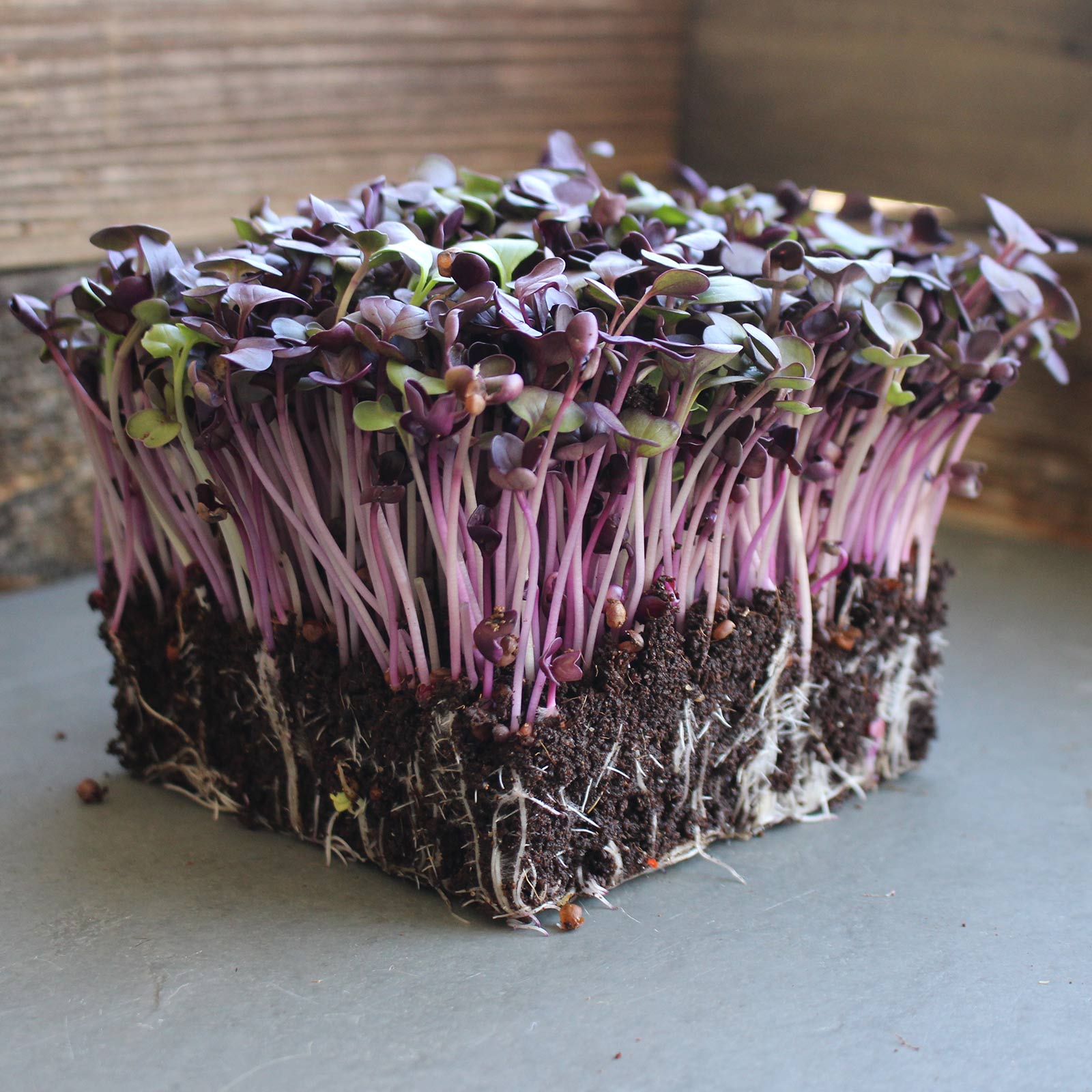 Rambo Purple Sprouting Radish Garden Seeds
