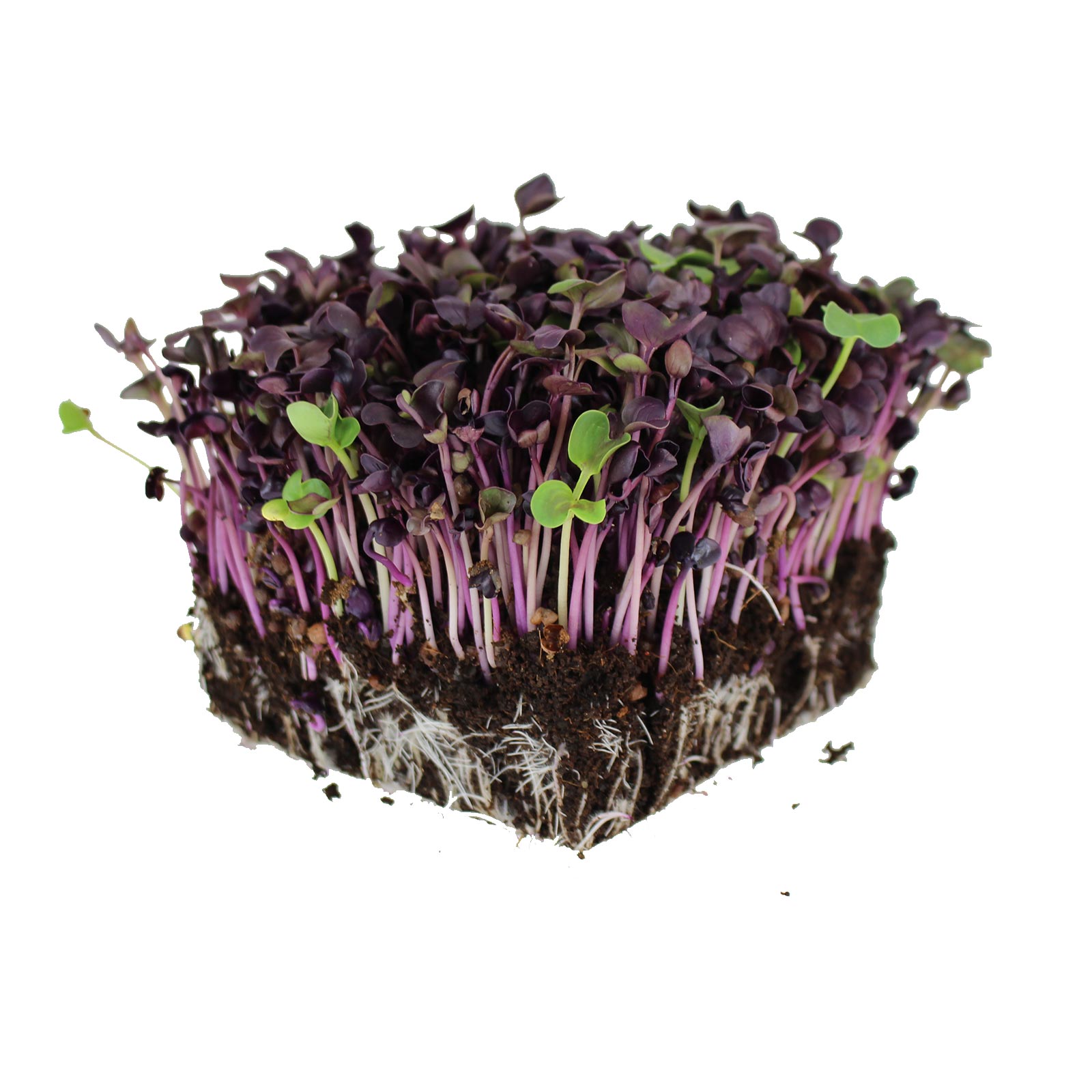 Rambo Purple Sprouting Radish Garden Seeds - 1 Lb -Organic Microgreens - Buy Non-GMO Raphanus sativus Farm & Gardening Seeds Onl