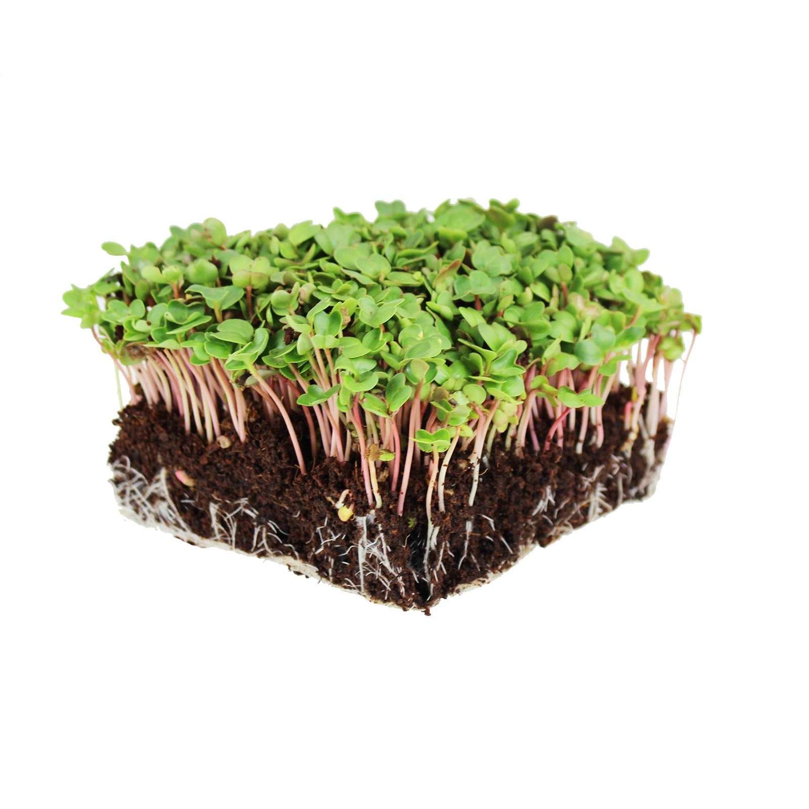 Organic Radish, China Rose Microgreens Seeds - 4 Oz - Non-GMO - Buy Non-GMO Raphanus sativus Farm & Gardening Seeds Online