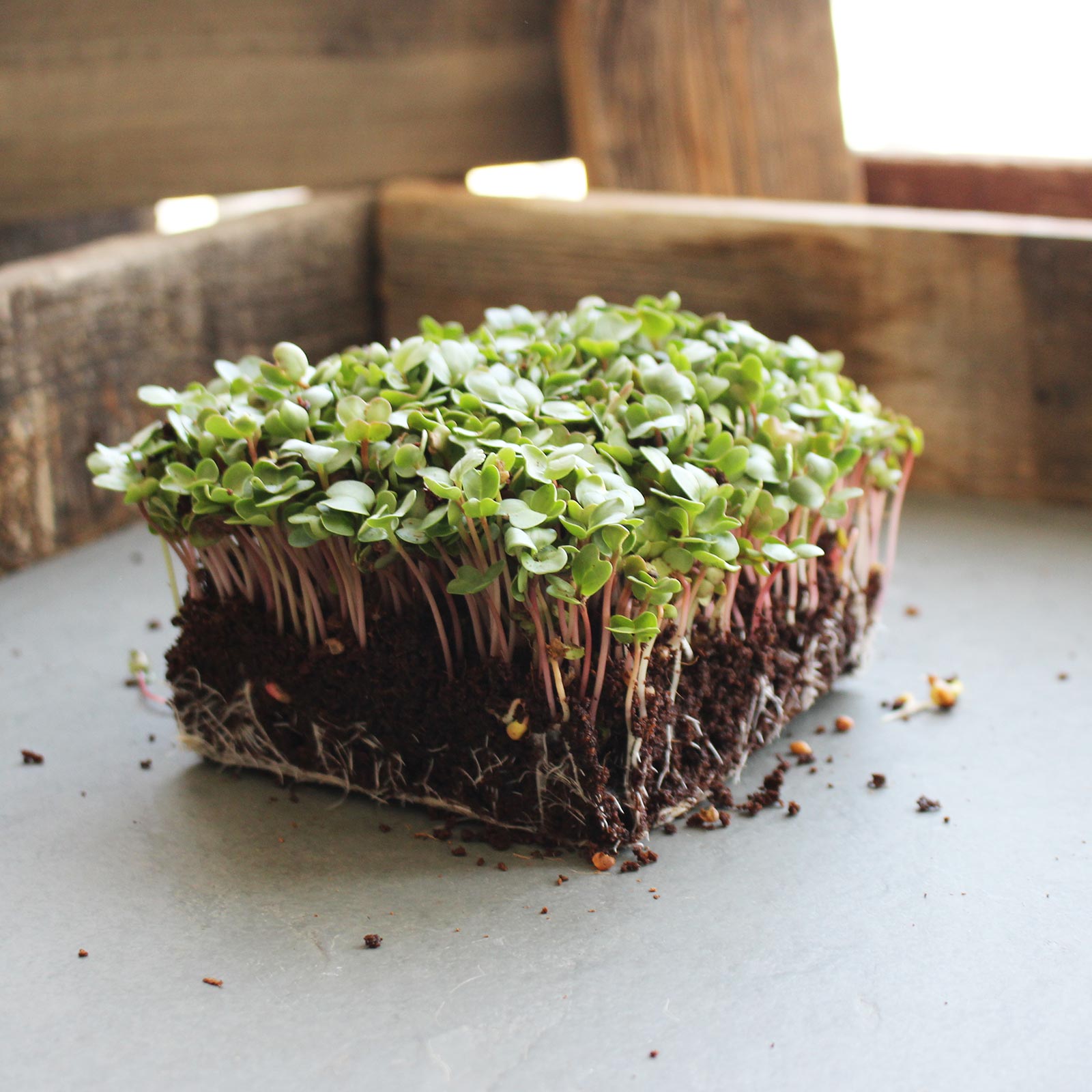 Seeds: Radish China Rose Microgreens - 1 Lb- Grow Micro Radish Greens - Buy Non-GMO Raphanus sativus Farm & Gardening Seeds Onli