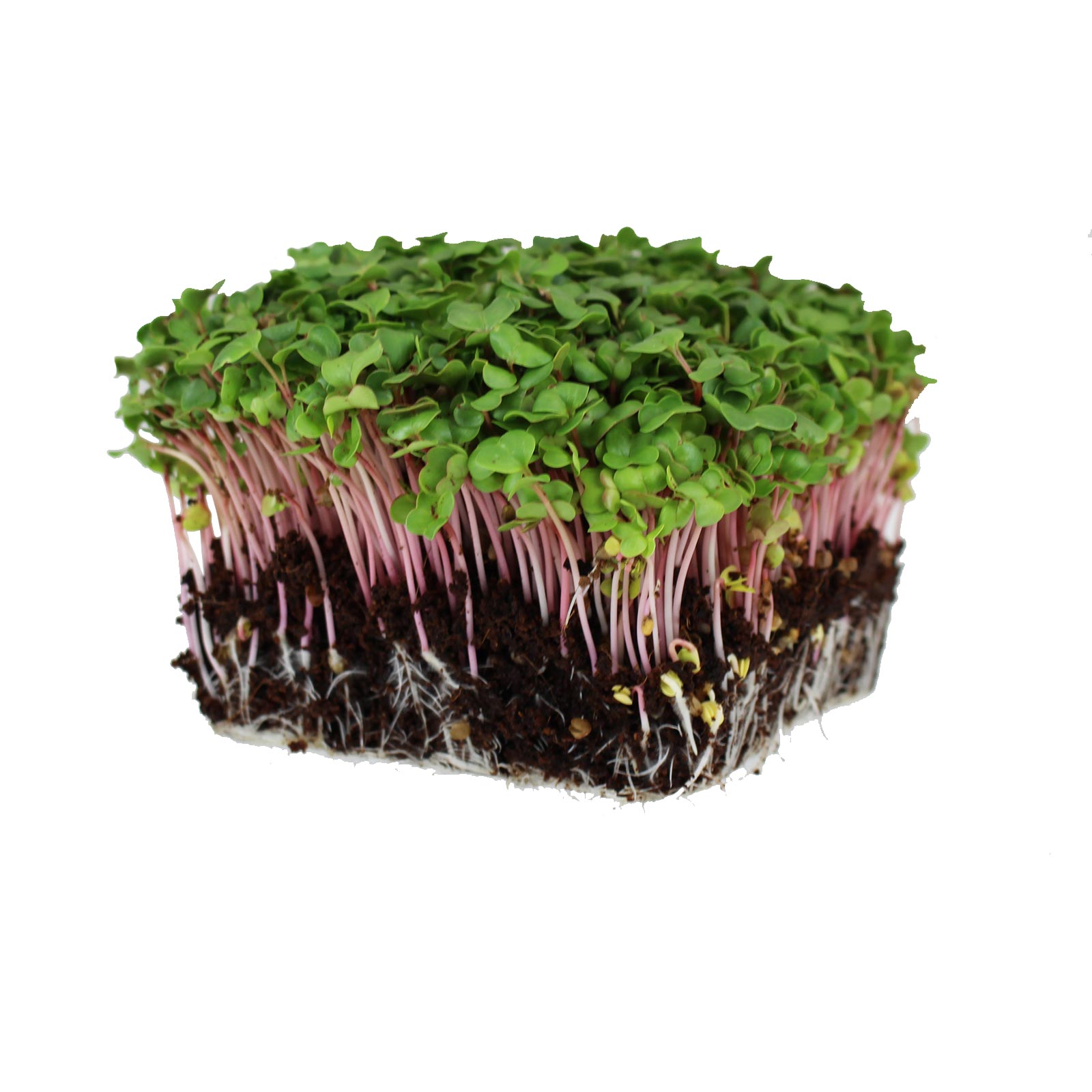 Seeds: Radish Sprouting - Red Arrow - 25 Lb Bulk - Heirloom - Buy Non-GMO Farm, Gardening & Microgreens Seeds Online