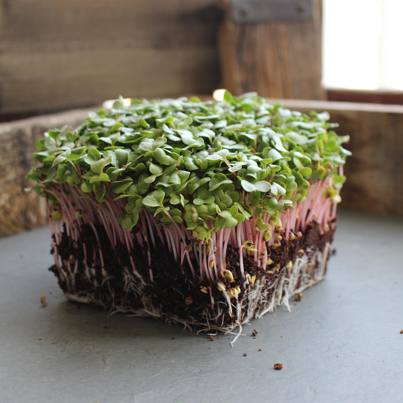 Red Stemmed Radish Microgreens Seeds - 8 g Packet ~1000 Seeds - Buy Non-GMO Raphanus sativus Farm & Gardening Seeds Online