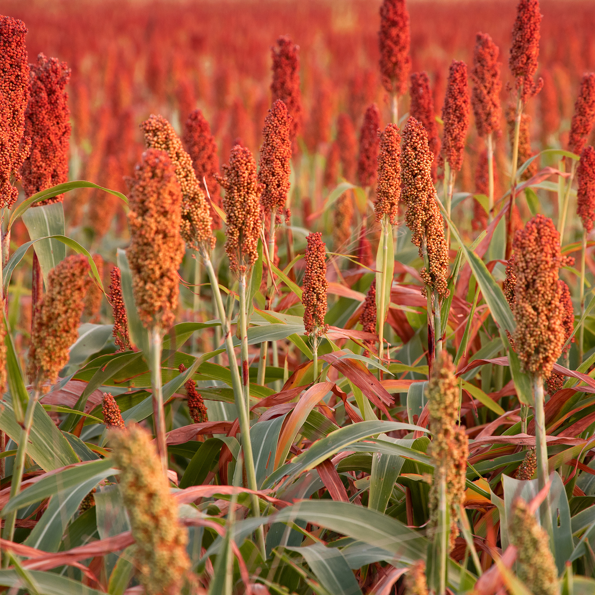Sorghum Grain Seeds - Rox Orange Syrup Cane - 1 Oz ~1,400 Seeds - Buy Non-GMO Sorghum bicolor Farm & Gardening Seeds Online