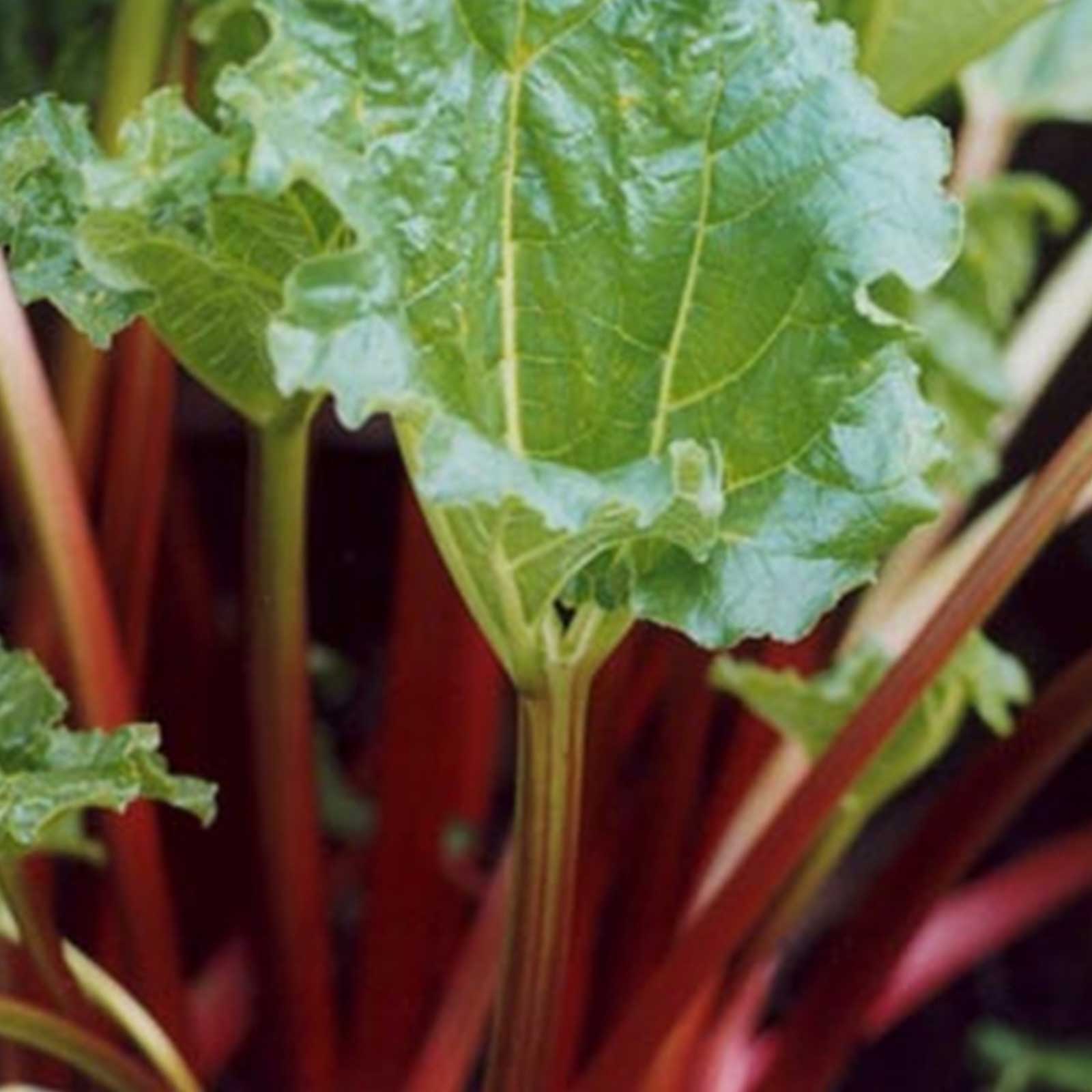 Rhubarb - Victoria - 50 Seeds Packet - Heirloom Perennial - Garden - Buy Non-GMO Rheum rhabarbarum Farm & Gardening Seeds Online