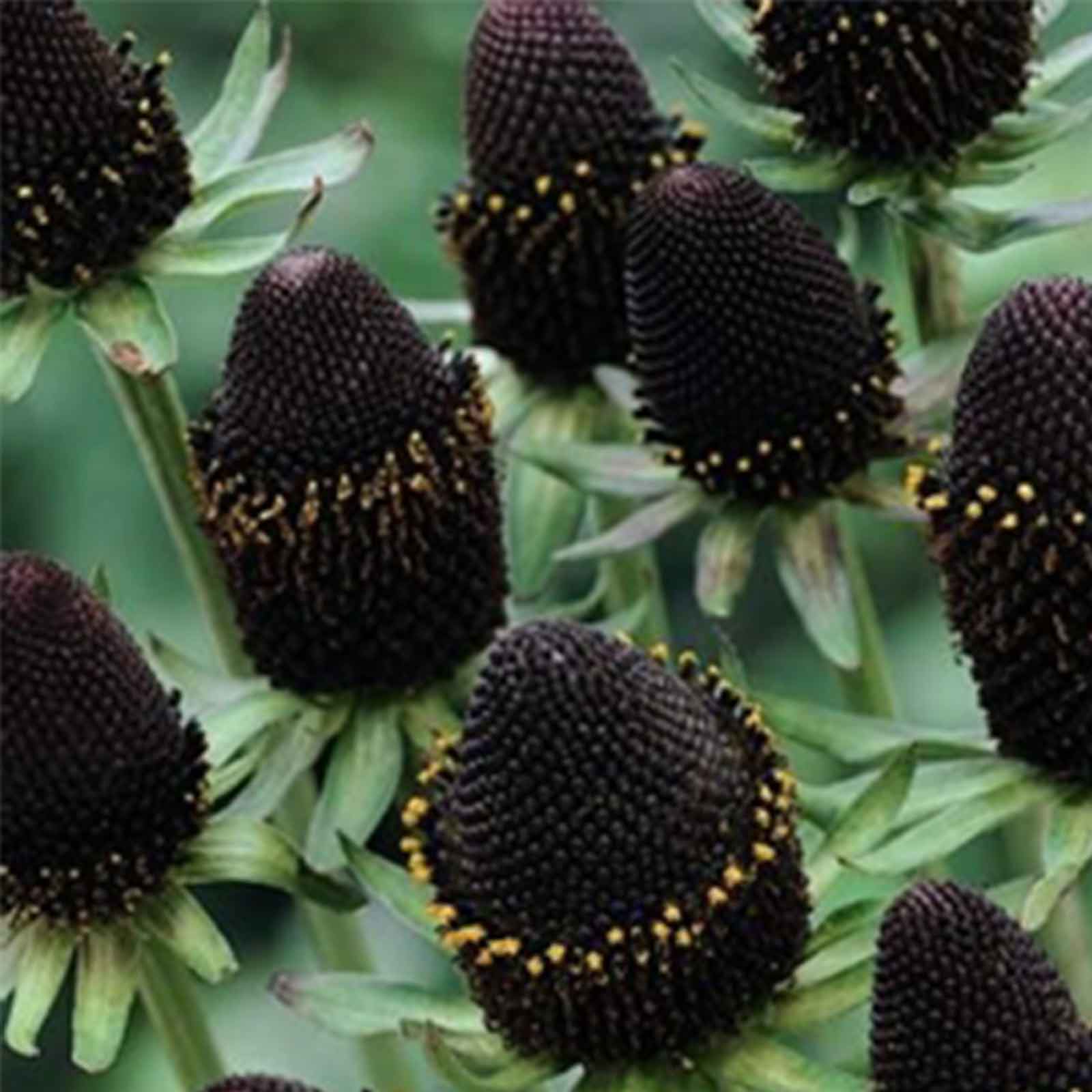 Seeds: Rudbeckia (Black Eyed Susan) Seed - Green Wizard - 500 - Flower - Buy Non-GMO Rudbeckia hirta Farm & Gardening Seeds Onli