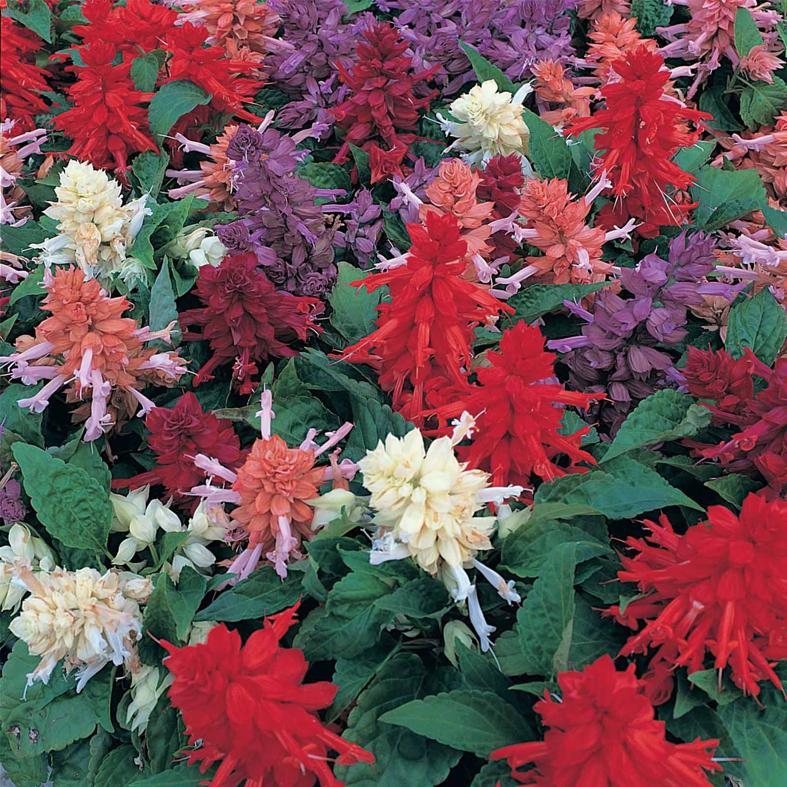 Seeds: Salvia Flower Garden- Sizzler Series - 1000 Seeds- Mixed Color - Buy Non-GMO Salvia splendens Farm & Gardening Seeds Onli