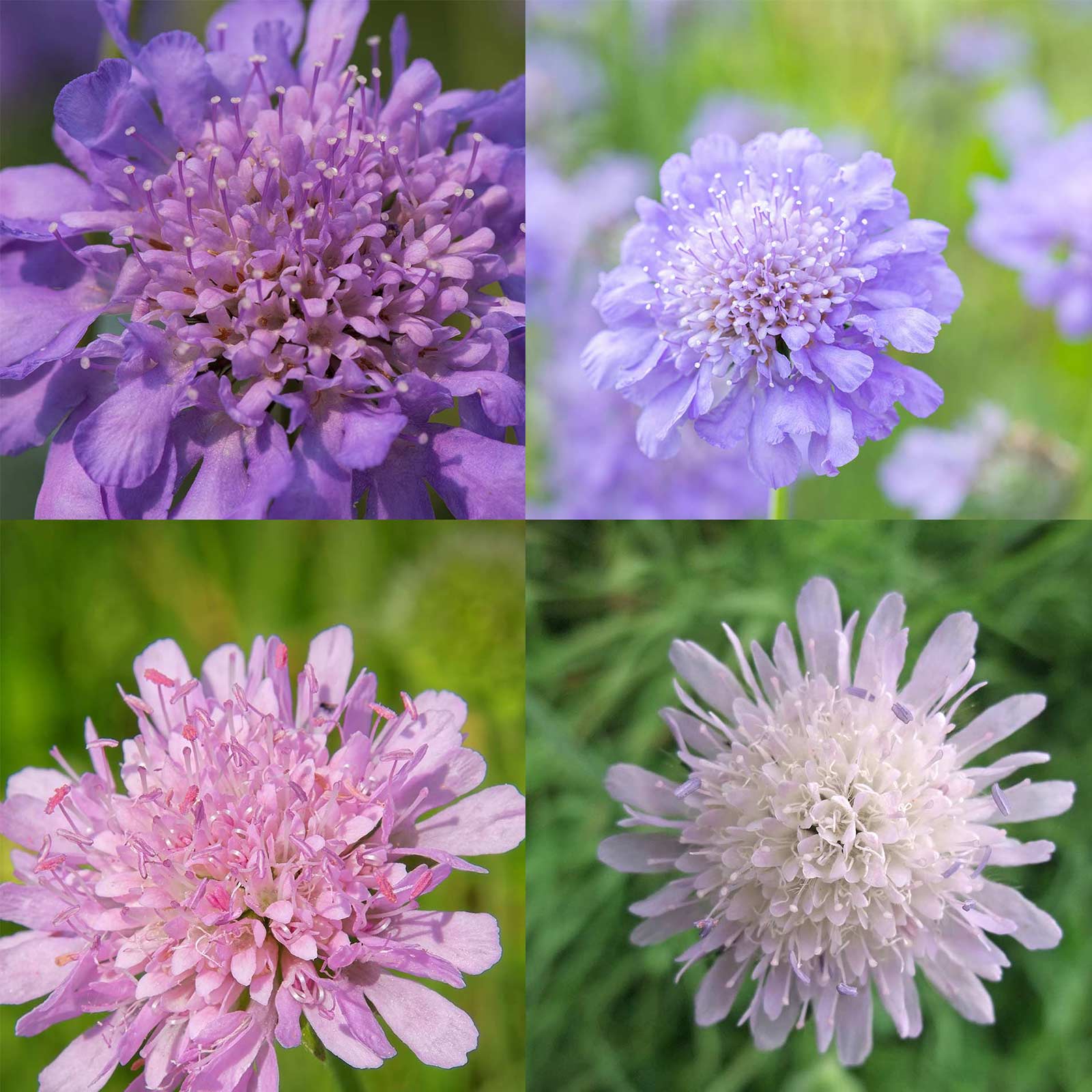 Seeds: Scabiosa Flower -HiGro Mix -500 Seed-Lavendar & Blue -Perennial - Buy Non-GMO Scabiosa atropurpurea Farm & Gardening Seed