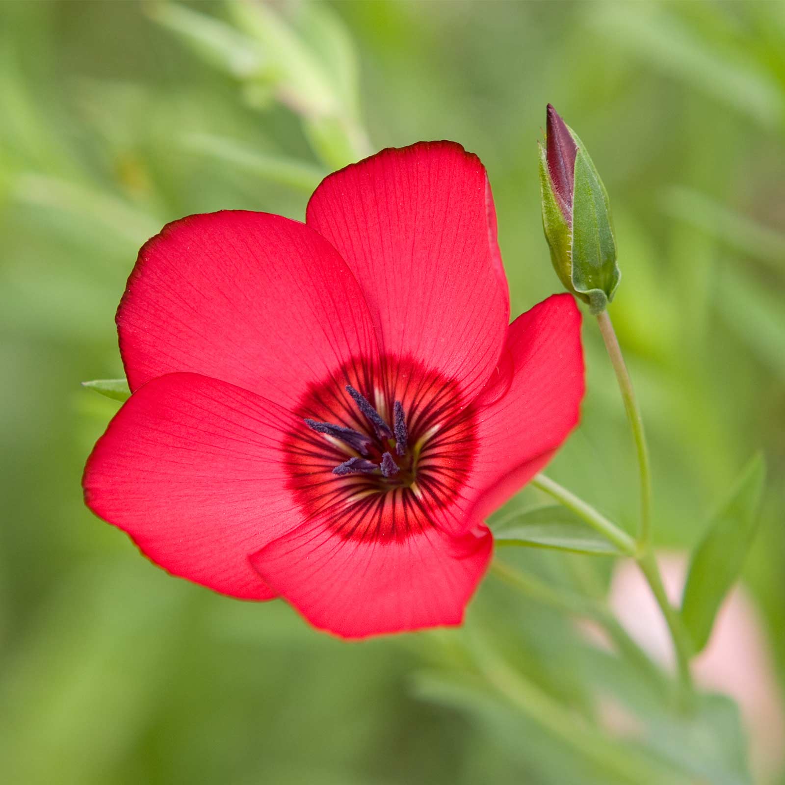 Seeds: Scarlet Flax WildFlower - 4 oz Seed Pouch - Annual Wild Flower - Buy Non-GMO Linum grandiflorum rubrum Farm & Gardening S