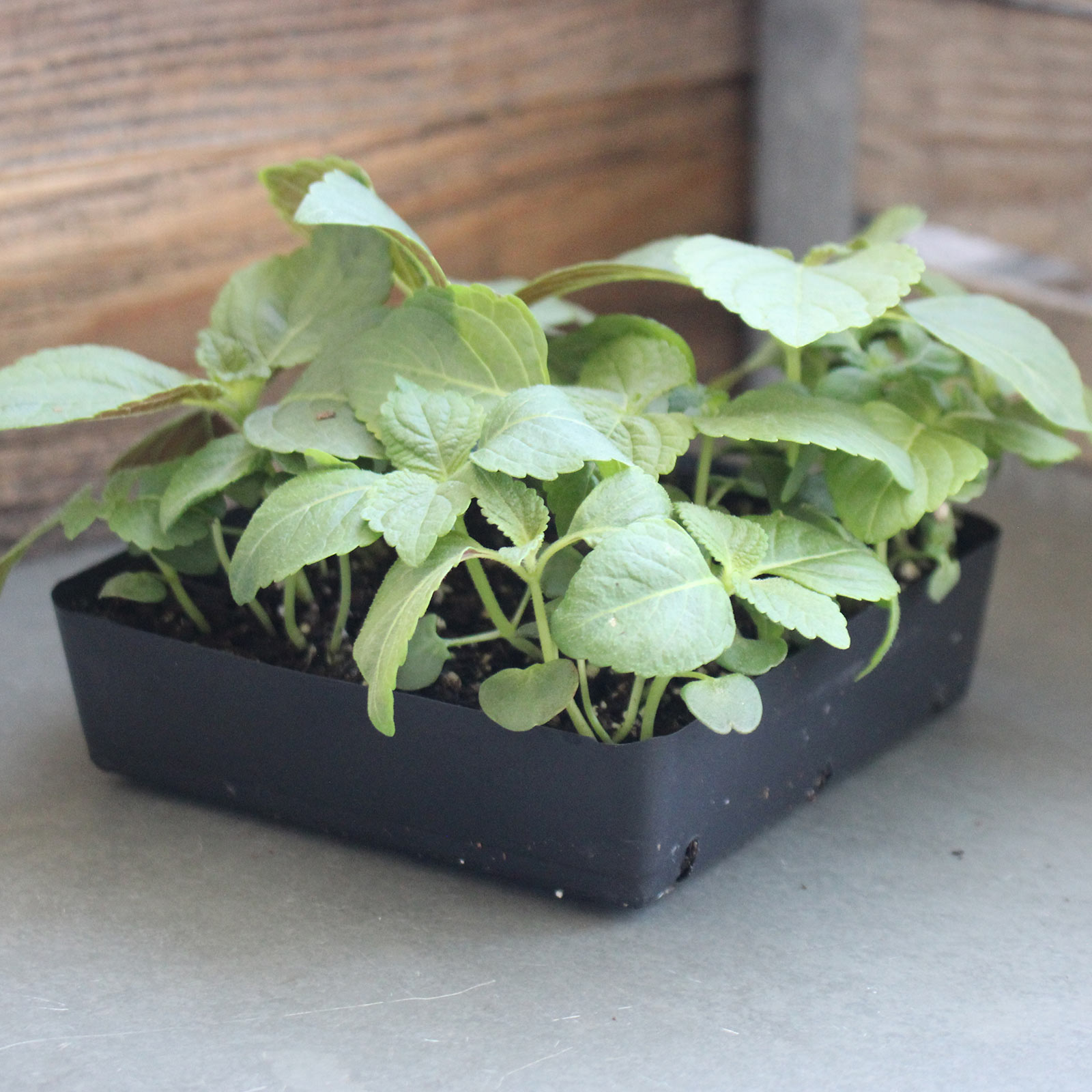 Shiso Seeds - Green - 4 Oz - Non-GMO Herb Garden & Microgreens - Perilla - Buy Non-GMO Perilla frutescens Farm & Gardening Seeds