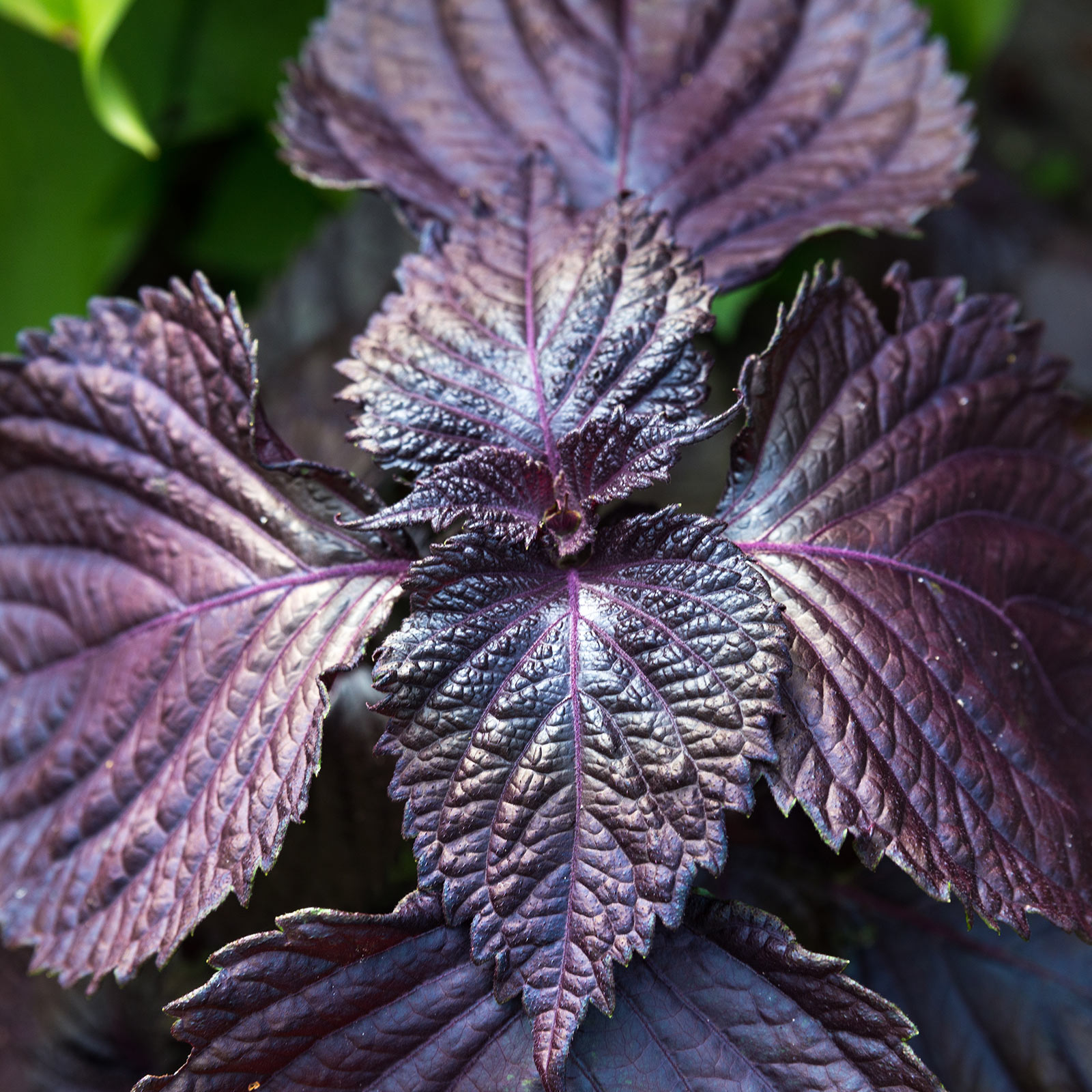 Shiso - Purple - 1 g Packet ~200 Seeds - Non-GMO Herb Garden - Perilla - Buy Non-GMO Perilla frutescens Farm & Gardening Seeds O