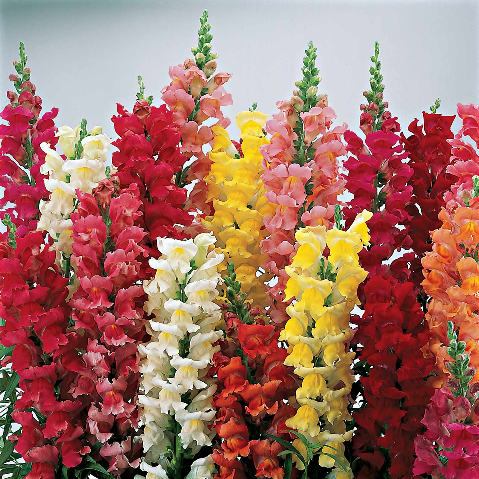 Seeds: Snapdragon Flower-Liberty Classic-1000 Seeds-Mix Color-Annual - Buy Non-GMO Antirrhinum majus Farm & Gardening Seeds Onli
