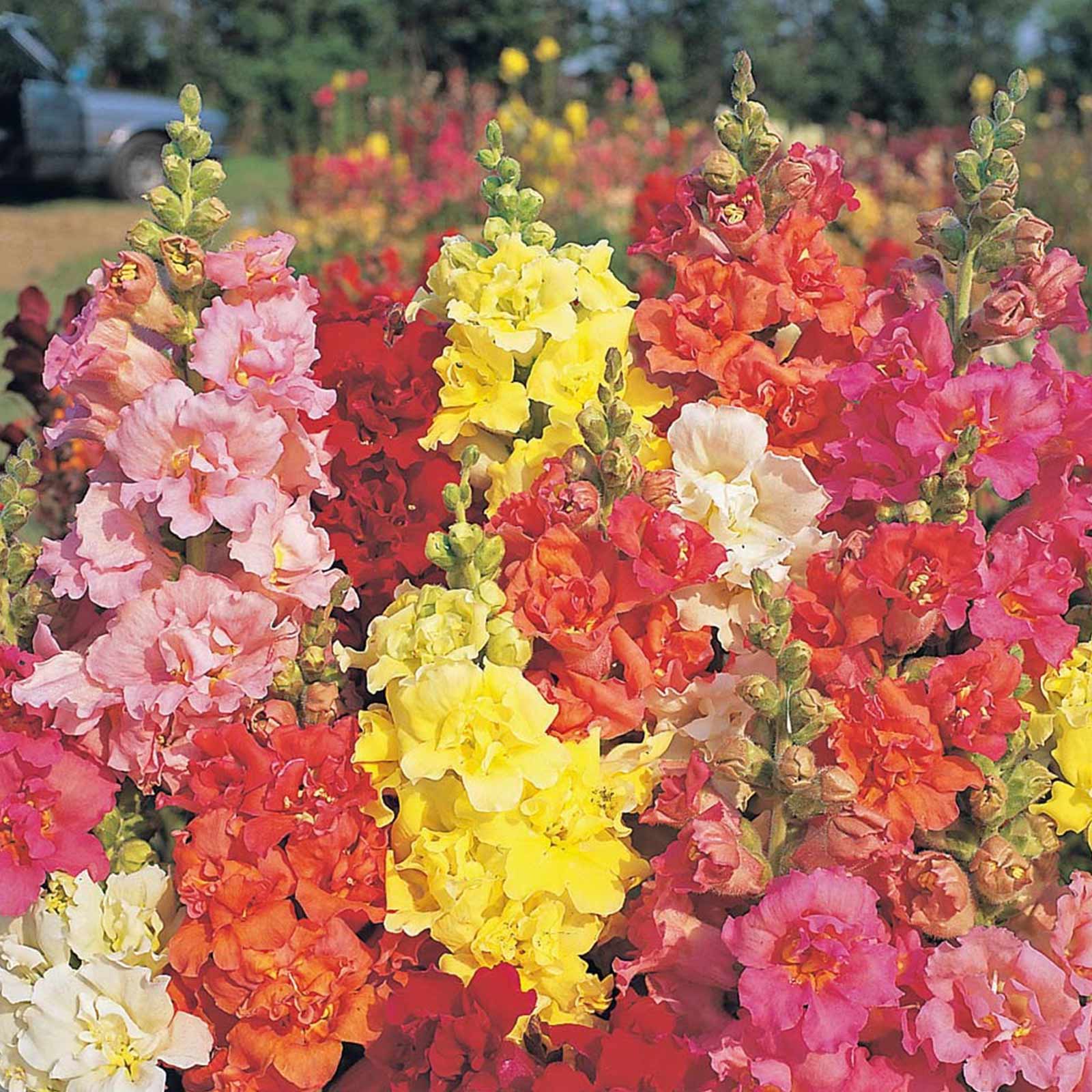 Seeds: Snapdragon Flower - Madame Butterfly Mixture - 500 Seeds - Mix - Buy Non-GMO Antirrhinum majus Farm & Gardening Seeds Onl