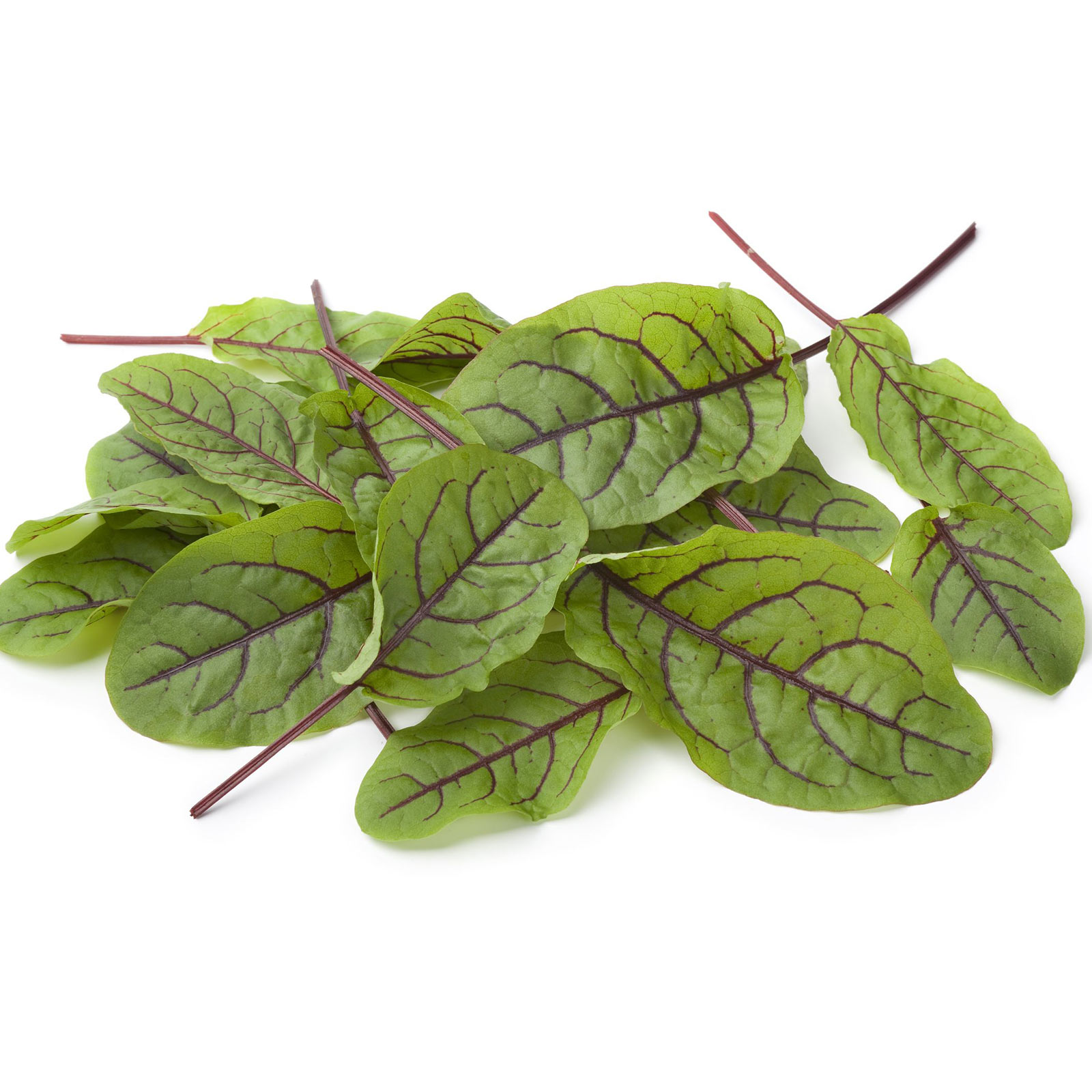 Red Veined Sorrel - 1 Oz ~15,000 Seeds - Culinary Herb Gardening - Buy Non-GMO Rumex sanguineus Farm & Gardening Seeds Online