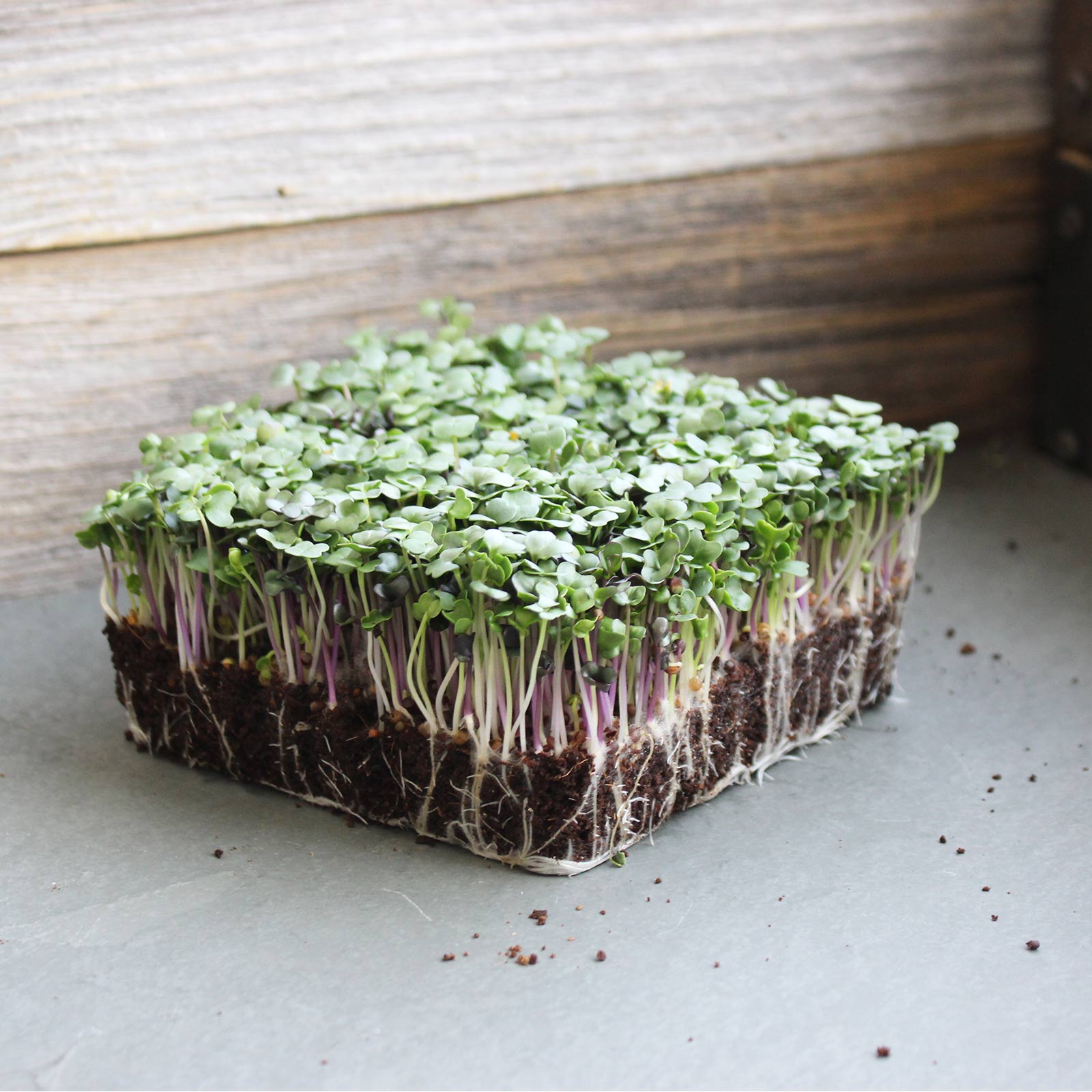 Organic Spicy Salad Mix Microgreens Seeds