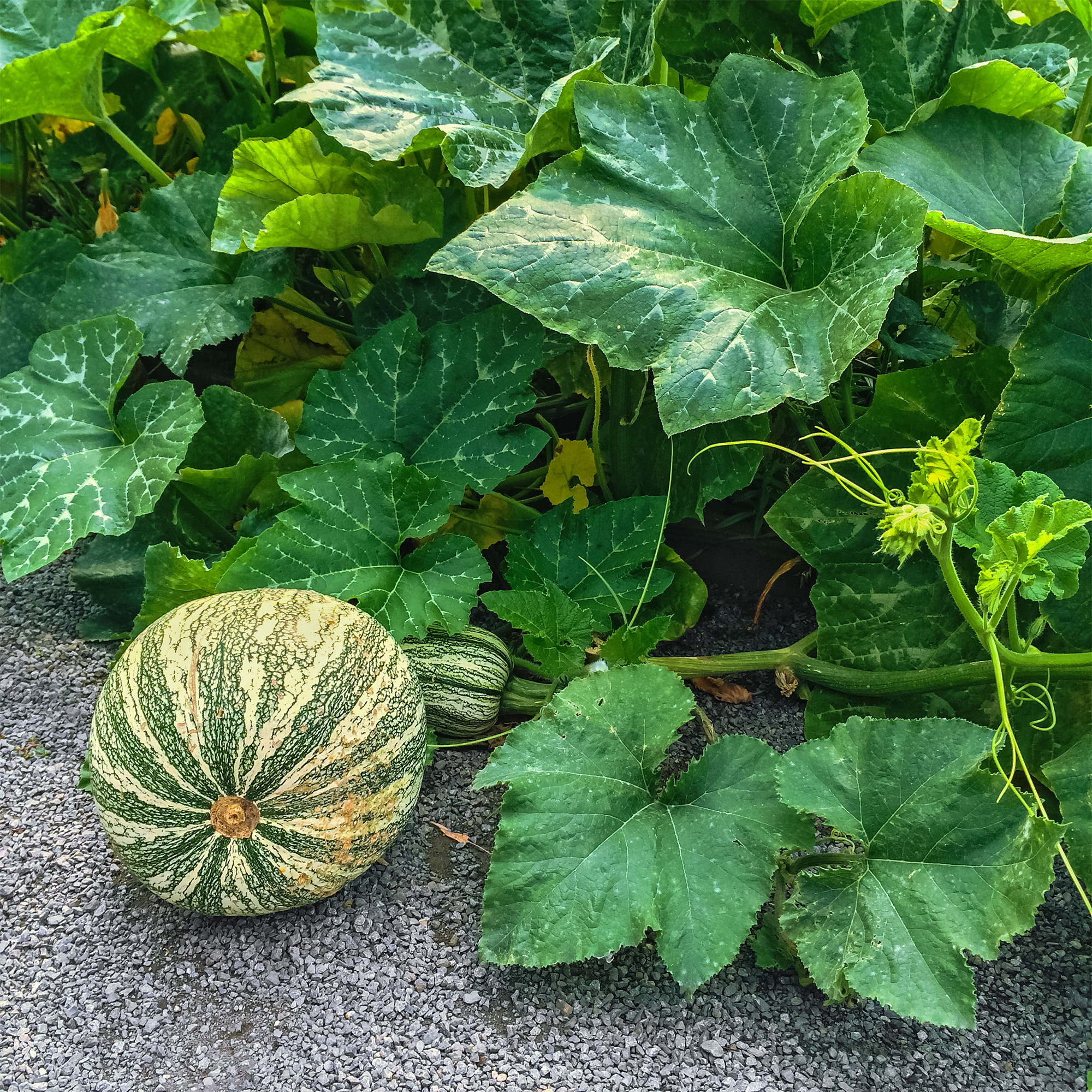 Squash Seeds - Winter - Cushaw Green Striped - 1 Oz ~170 Seeds - Buy Non-GMO Cucurbita argyrosperma Farm & Gardening Seeds Onlin