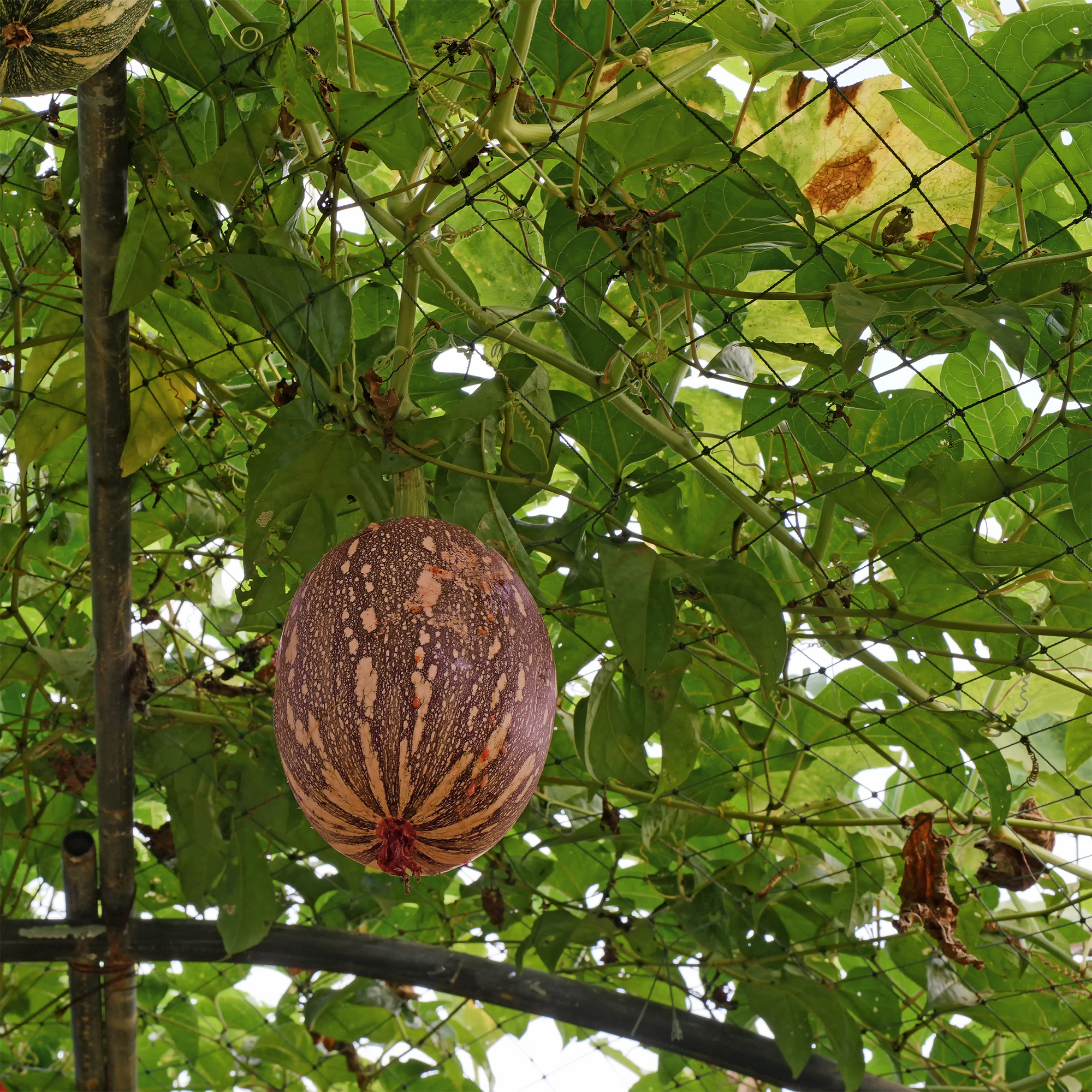 Squash Seeds - Winter Cushaw Orange - 5 Lb ~13,600 Seeds - Non-Gmo - Buy Non-GMO Cucurbita argyrosperma Farm & Gardening Seeds O