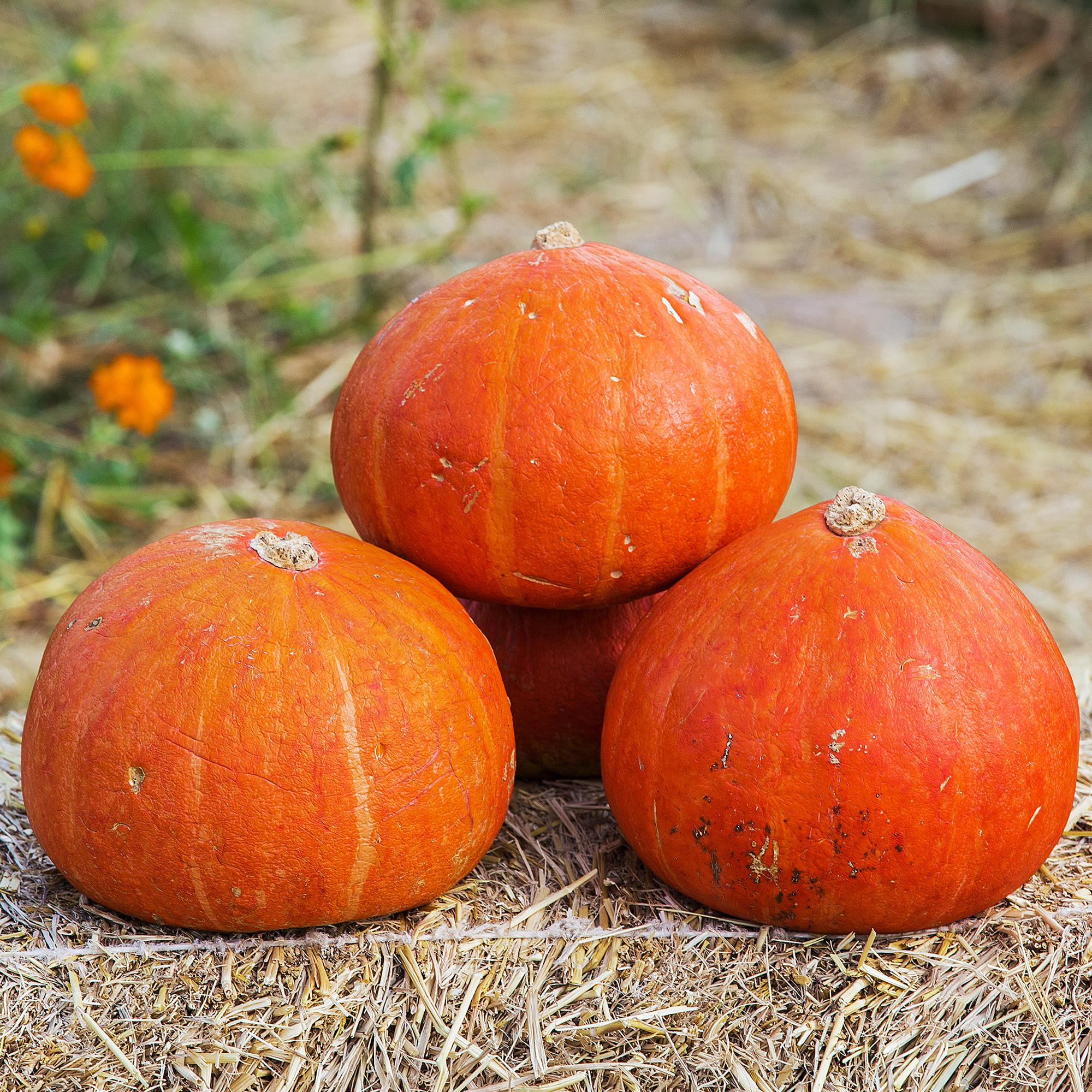 Squash - Winter - Golden Delicious - 4 g Packet ~24 Seeds - Garden Vegetable - Buy Non-GMO Cucurbita maxima Farm & Gardening See