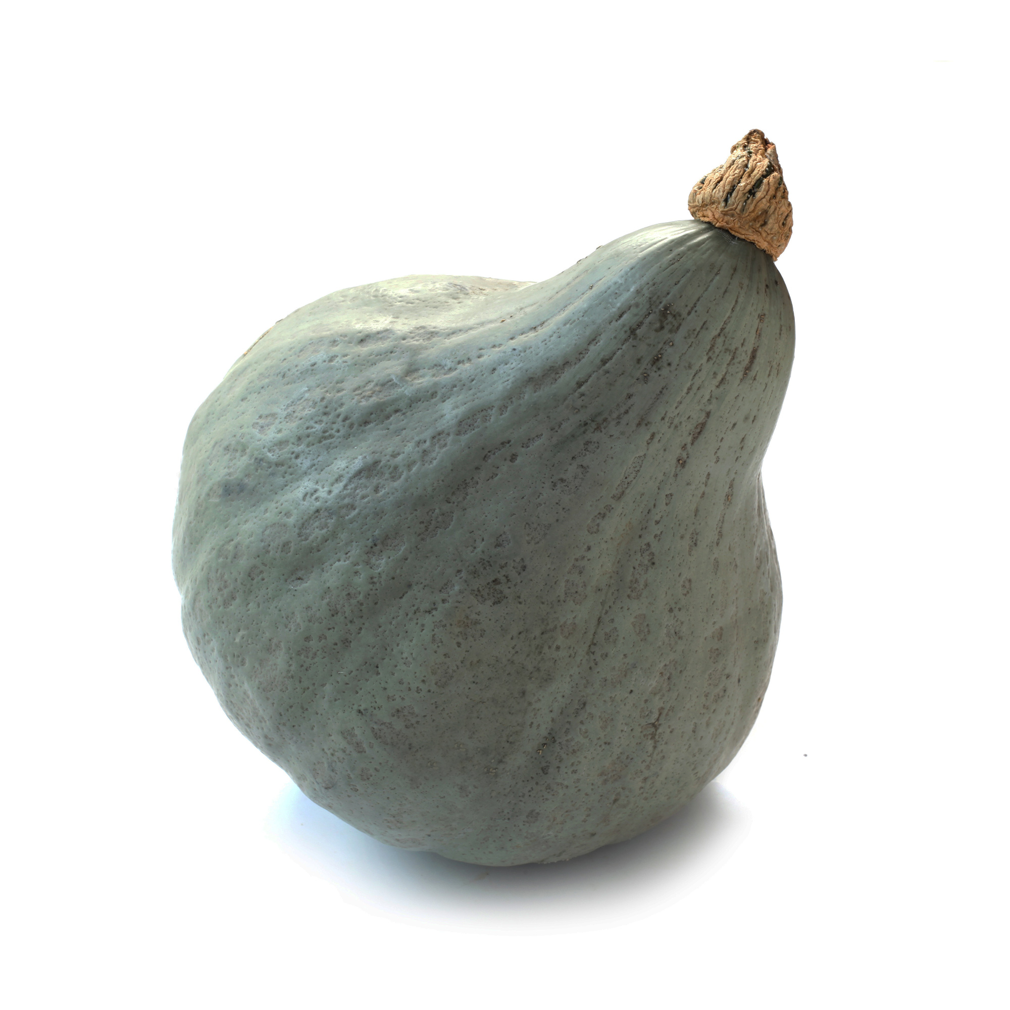 Squash Seeds - Winter - Hubbard Baby Green - 5 Lb ~13,600 Seeds - Buy Non-GMO Cucurbita maxima Farm & Gardening Seeds Online