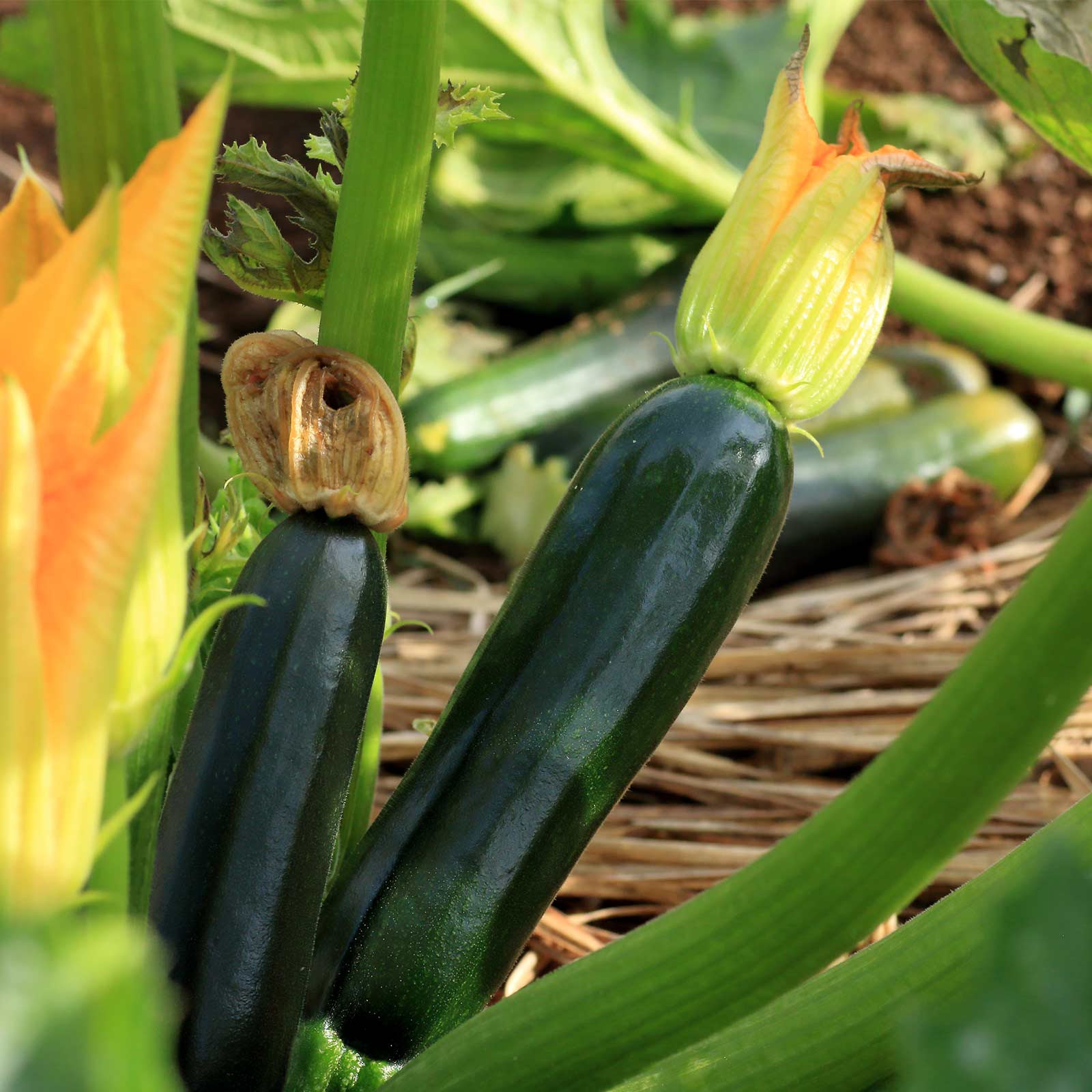 Seeds: Black Beauty Zucchini Summer Squash Garden - 1 Oz- Organic - Buy Non-GMO Cucurbita pepo Farm & Gardening Seeds Online