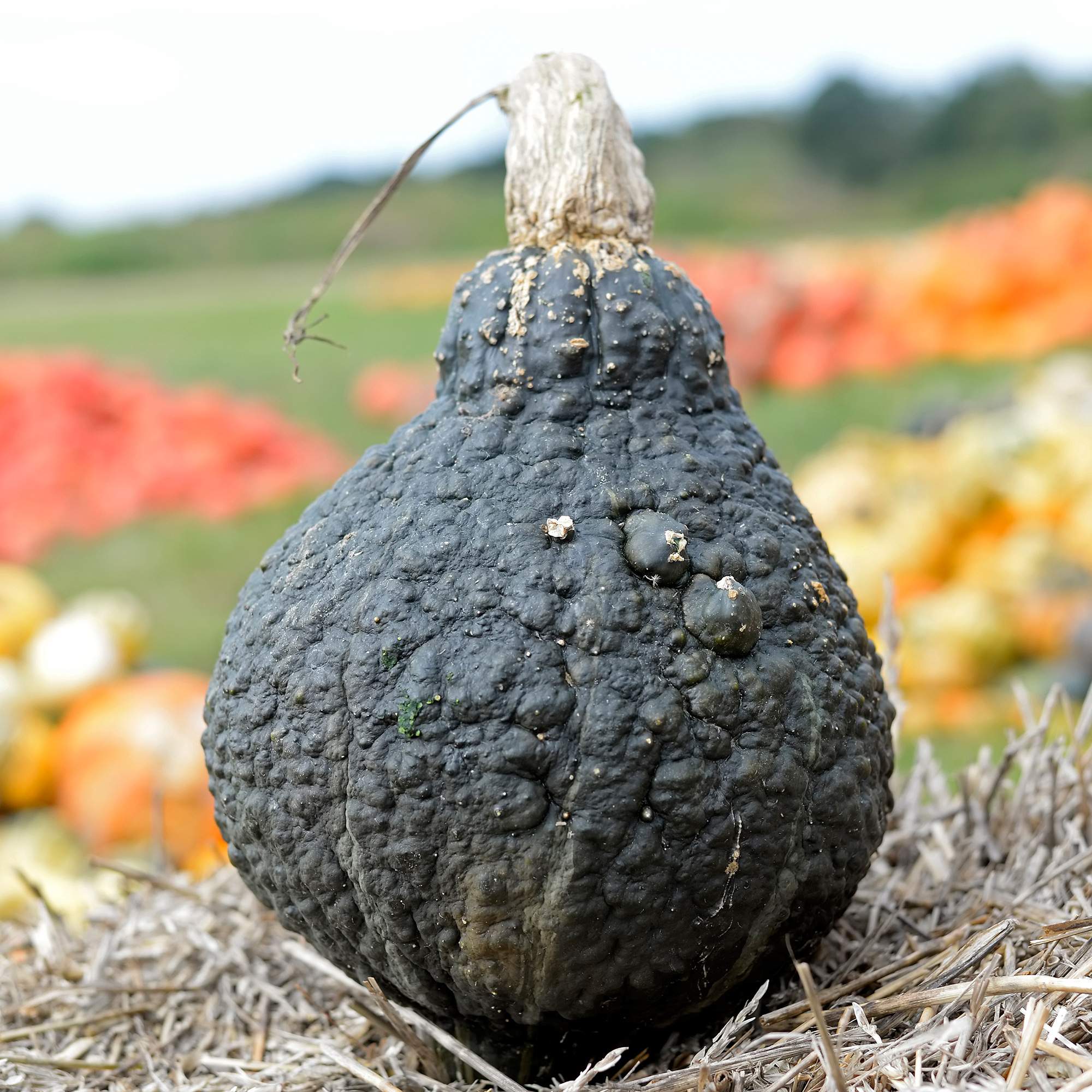 Squash Seeds - Winter - Hubbard Chicago Warted - 4 Oz ~680 Seeds - Buy Non-GMO Cucurbita maxima Farm & Gardening Seeds Online