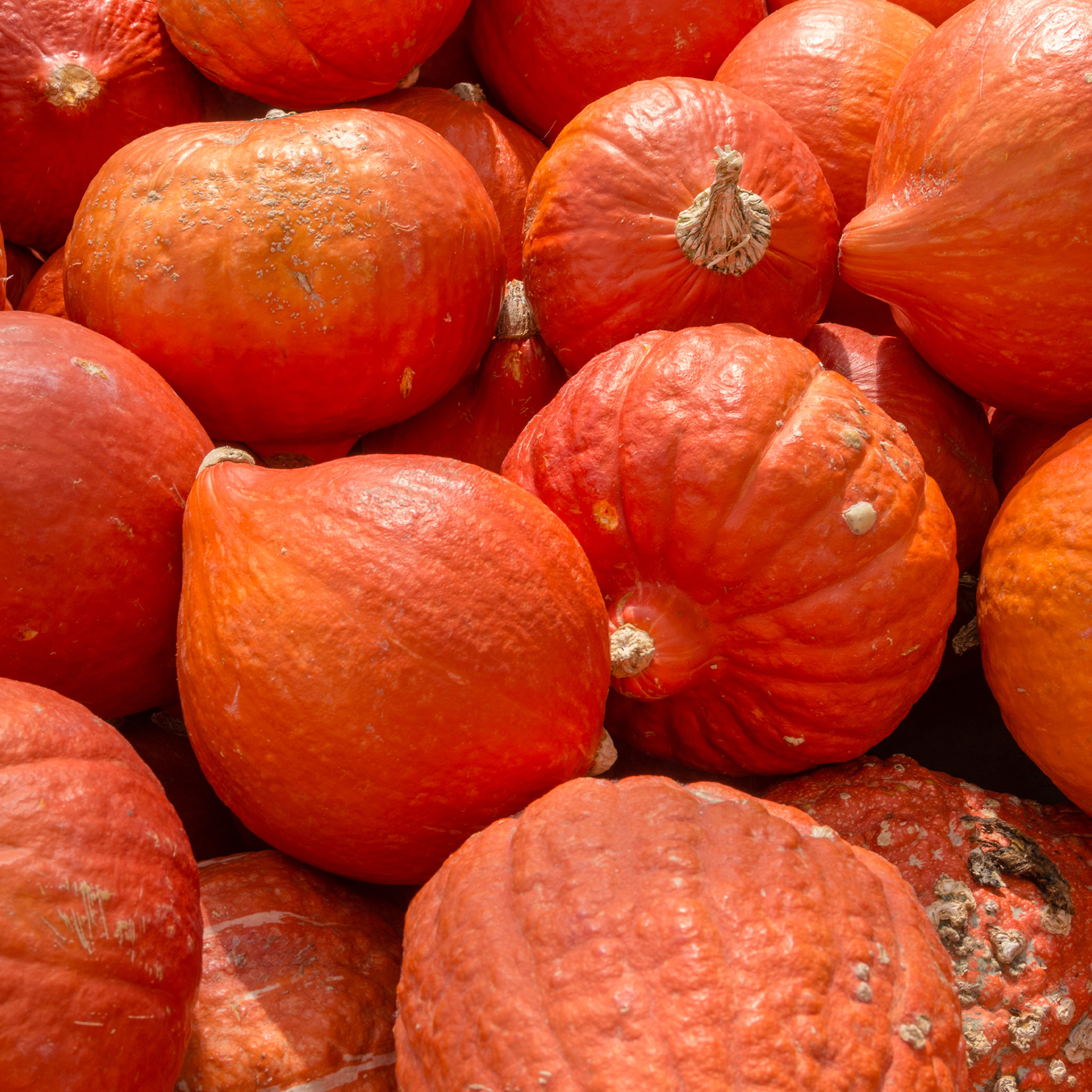 Squash Seeds - Winter - Gold Nugget - 4 g Packet ~24 Seeds - Non-Gmo - Buy Non-GMO Cucurbita maxima Farm & Gardening Seeds Onlin