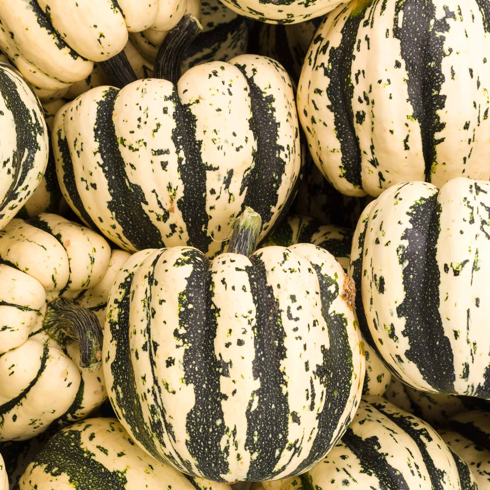 Sweet Dumpling Winter Squash -4 g Packet ~24 Seeds-Vegetable Garden - Buy Non-GMO Cucurbita pepo Farm & Gardening Seeds Online