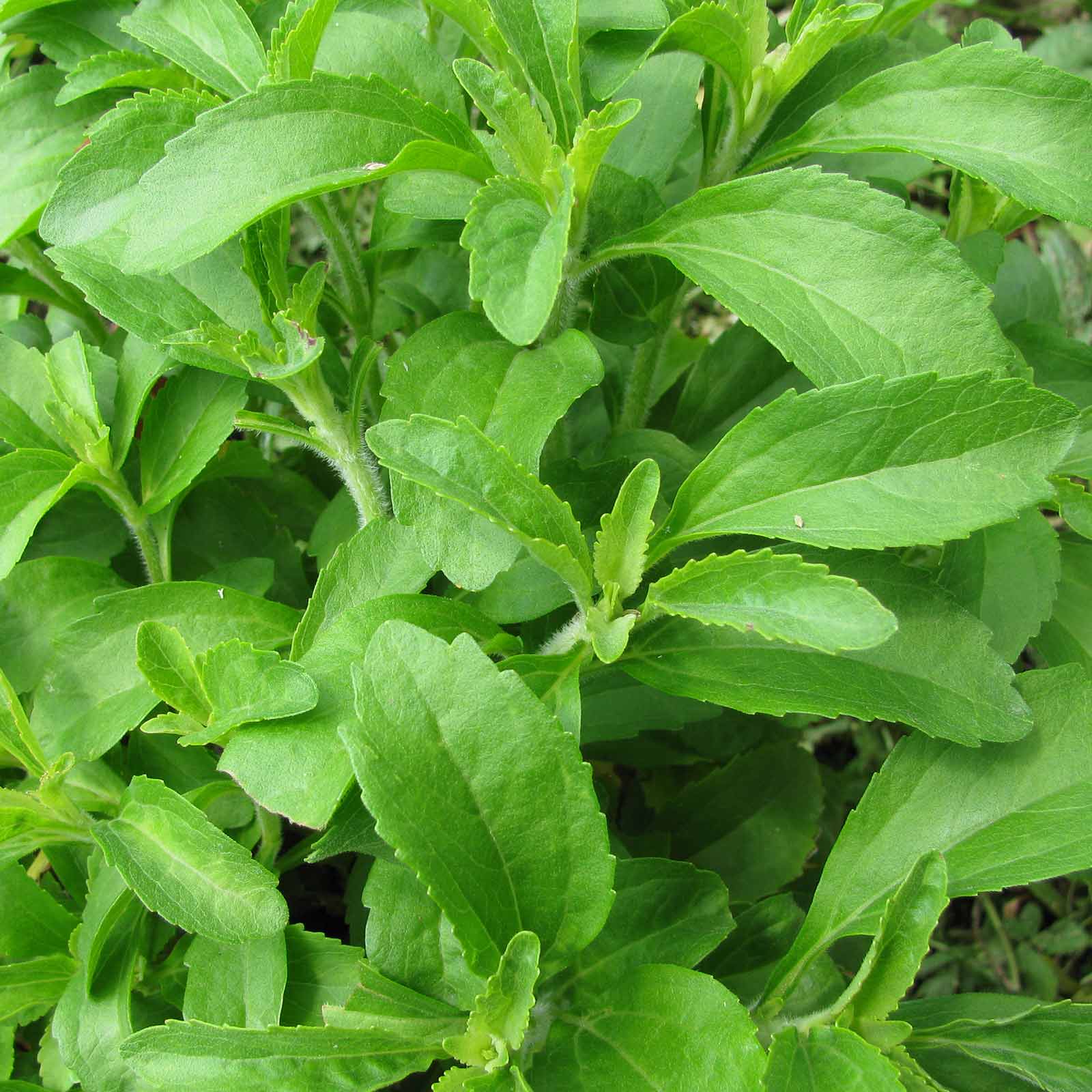 Seeds: Stevia Sweet Herb Plant-7 Seed -Non-GMO Heirloom Herbal Garden - Buy Non-GMO Stevia rebaudiana Farm & Gardening Seeds Onl
