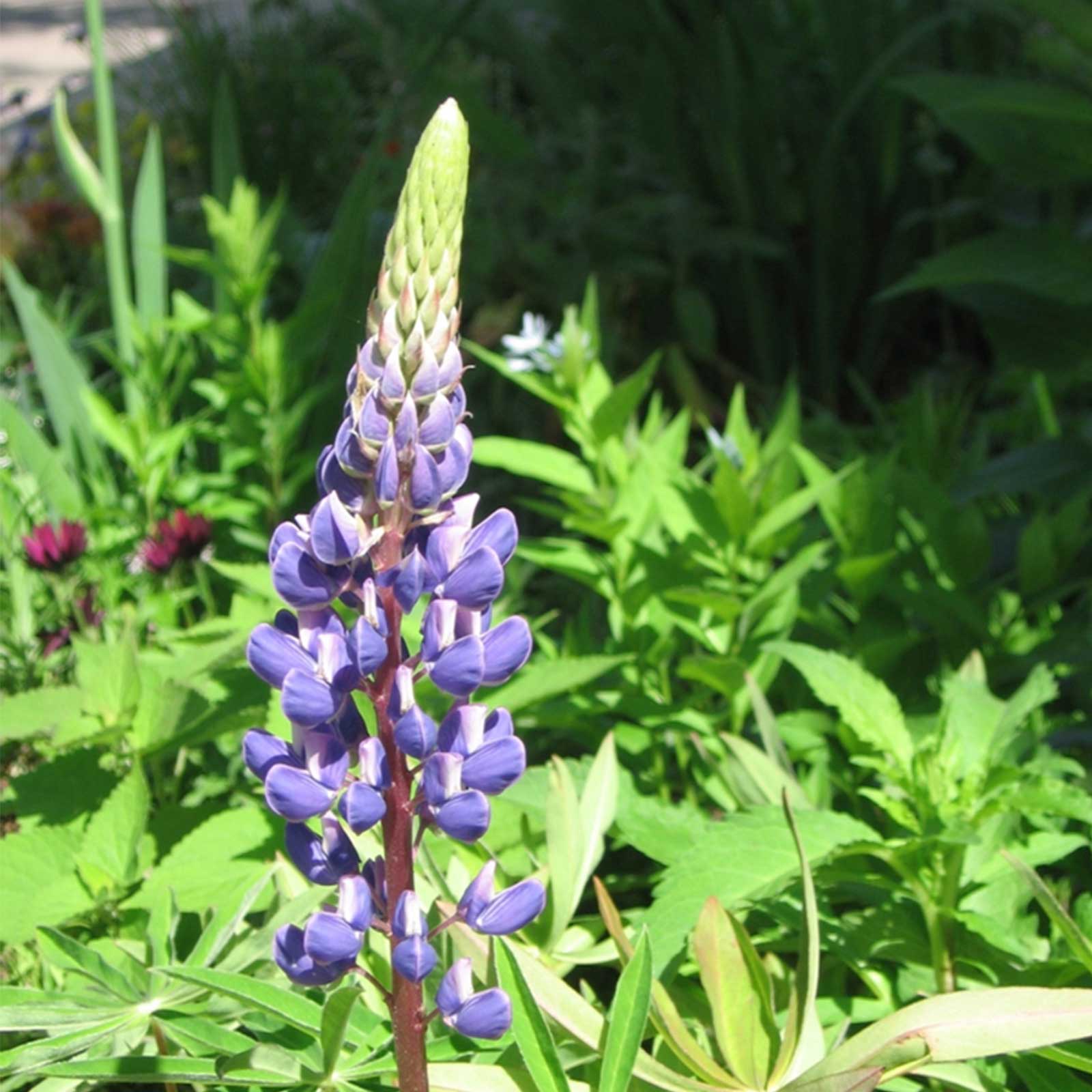 Seeds: Sundial Lupine Flower Garden-4 Oz-Perennial Wildflower Garden - Buy Non-GMO Lupinus perennis Farm & Gardening Seeds Onlin