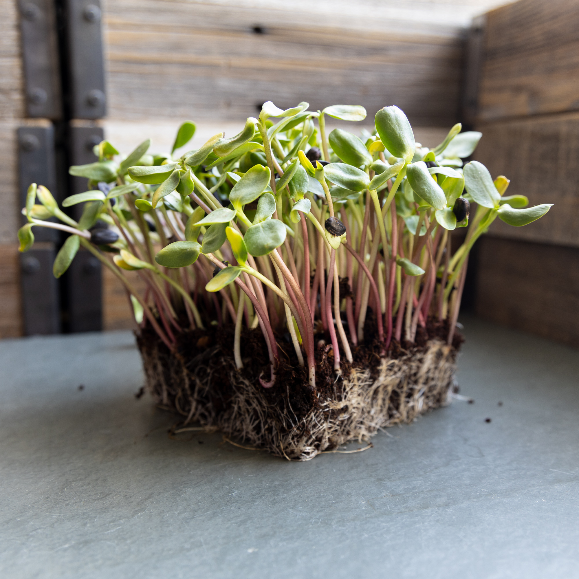 Sunflower Microgreen - Red Storm 1oz ~200 Seeds - Sun Flower, Colorful - Buy Non-GMO Helianthus annuus Farm & Gardening Seeds On
