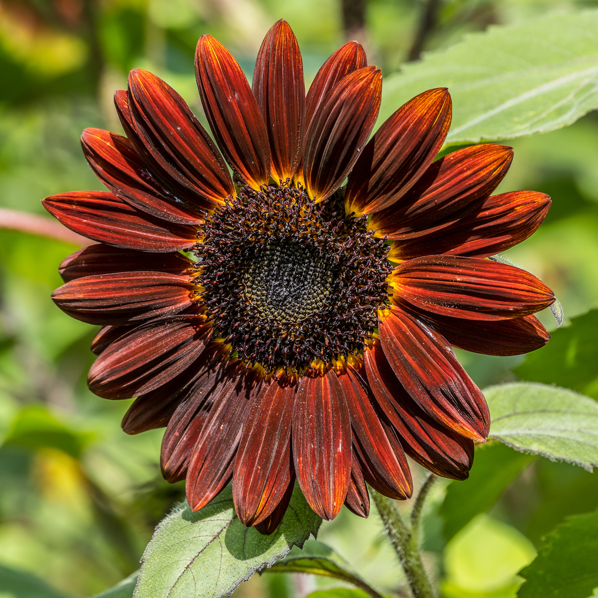Sunflower, Chocolate Cherry - 1 Oz ~1700 Seeds - Annual Flower Garden - Buy Non-GMO Helianthus annuus Farm & Gardening Seeds Onl