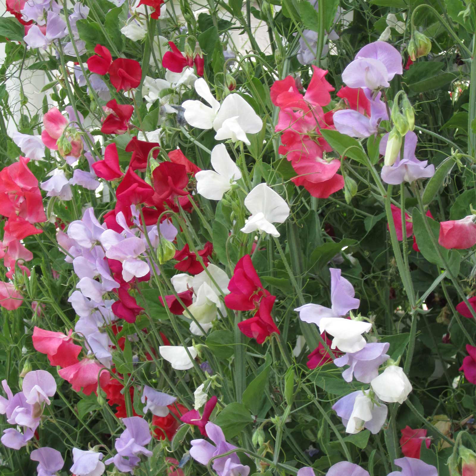 Sweet Pea Flower Garden Seeds -Everlasting -1 Oz -Perennial Gardening - Buy Non-GMO Lathyrus latifolius Farm & Gardening Seeds O